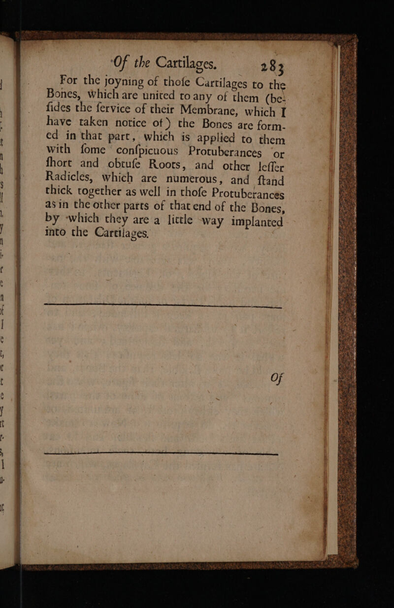 For the joyning of thofe Cartilages to th Bones, Which are united to any of them (be: fides the fervice of their Membrane, which I have taken notice of) the Bones are form. ed in that part, which is applied to them with fome confpicuous Protuberances ‘or fhort and obrufe Roots, and other lefler Radicles, which are numerous, and ftand thick together as well in thofe Protuberances asin the other parts of that end of the Bones, by ‘which they are a little way implanted into the Cartilages,
