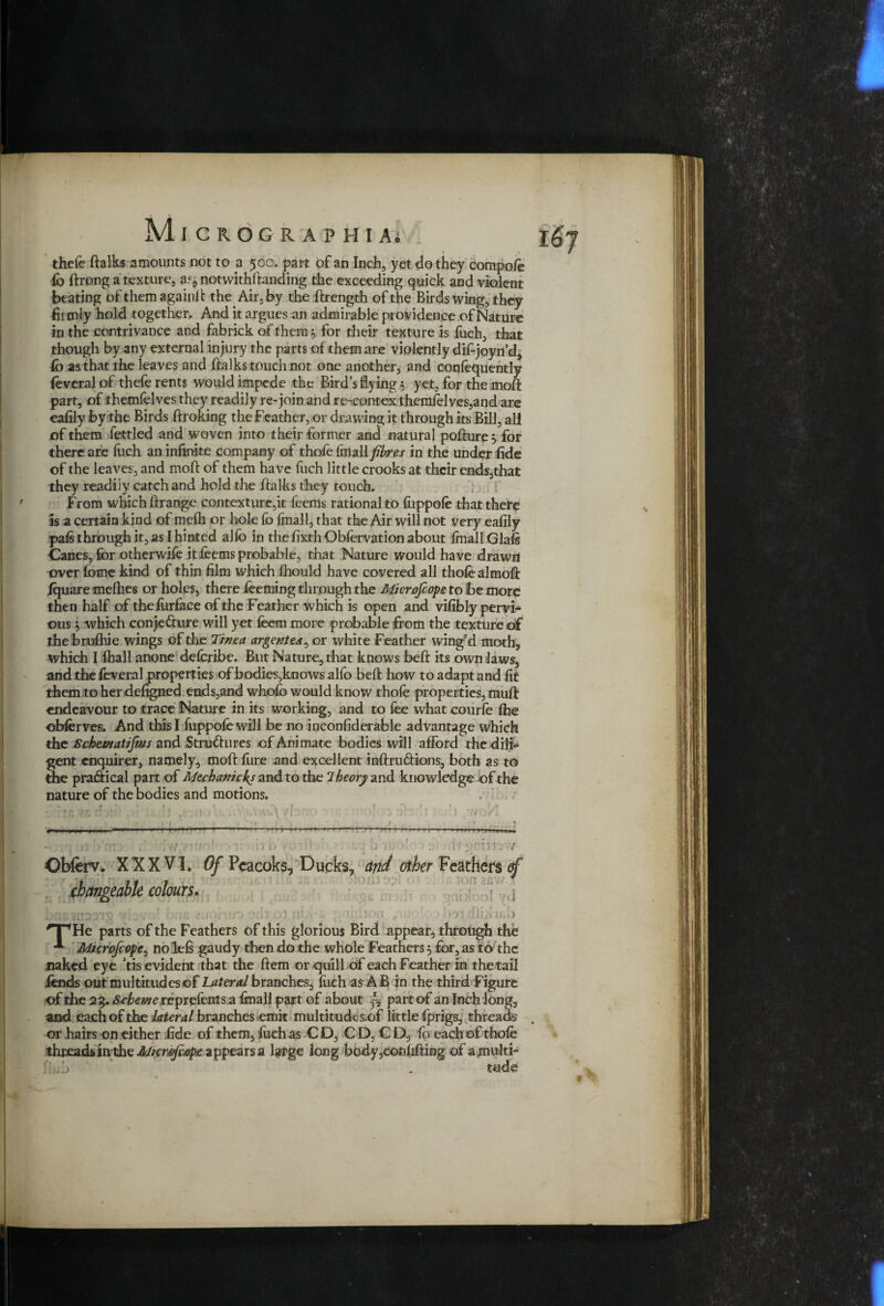 Micro graphi av thefe ftalks amounts not to a 500. part of an Inch, yet do they compofe 167 fc ftrong a texture, notwithstanding the exceeding quick and violent beating of themagainft the Air, by the ftrength of the Birdswing, they firmly hold together. And it argues an admirable providence of Nature in the contrivance and fabrick of them 5 for their texture is fuch, that though by any external injury the parts o{ them are violently difejoyn’d, Co as that rhe leaves and ftalks touch not one another, and confequently fevcral of thefe rents would impede the Bird’s flying t yet, for the moft part, of themfelves they readily re-join and re-contex themfelves,and are eafily by the Birds ftroking the Feather, or drawing it through its Bill, all of them fettled and woven into their former and natural pofture 5 for there are foch an infinite company of thofe fmall fibres in the under fide of the leaves, and moft of them have fuch little crooks at their ends3that they readily catch and hold the ftalks they touch. From which ftrange contexture,it feems rational to fappofe that there is a certain kind of mefh or hole fo fmall, that the Air will not very eafily pals through it, as I hinted alfo in the fixth Qbfervation about fmall Glaft Canes, for otherwife it feems probable, that Nature would have drawn over feme kind of thin film which fhould have covered all thofealmoft fquare mefhes or holes, there feeming through the Microfcope to be more then half of the furface of the Feather which is open and vifibly pervi¬ ous $ which conjeCrure will yet feem more probable from the texture of thebrufhie wings of the Tinea argentea, or white Feather wing'd moth, which I fhall anone defcribe. But Nature, that knows beft its own laws, and the feveral properties of bodies,knows alfo beft how to adapt and fit them to her defigned ends,and whofo would know thofe properties, tnuft endeavour to trace Nature in its working, and to fee what courfe fhe obferves. And this I fuppofe will be no inconfiderable advantage which the Schevtatifms and .Structures of Animate bodies will afford the dili¬ gent enquirer, namely, moft fure and excellent inftruftions, both as to the practical part of Meehanic^s and to the 7 heorji and knowledge of the nature of the bodies and motions. 'T^He parts of the Feathers of this glorious Bird appear, through the Microfcope, no left gaudy then do the whole Feathers 5 for, as ito the naked eye ’tis evident that the Item or quill of each Feather in the tail fends out multitudes of Lateral branches, fuch as AB in the third Figure of the 23. -Sofowereprefentsa fmall part of about ^ part of an Inch long, and each of the lateral branches emit multitudcs.of little (prigs,' threads , or hairs on either fide of them, fuch as CD, CD, C D, fe each of thofe thread* inthe Murpfiape appears a large long body,confiding of a multi* ./j . tade *
