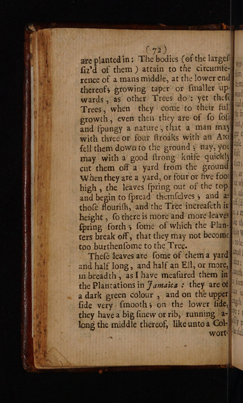 {heen lect Ry eae. ES TERETE Te AE SR EE Hr eS EA EE NPN SEP II ne - ms pase EE II RIE aS PIT Sa ” . : = = — RS FSS Tay F (92 ) are planted in: The bodies (of the largefig. fiz’d of them ) attain to the circumte- rence of a mans middle, at the lowerendy thereof; growing taper or finaller up: wards, as other Trees do’: yet thefey Trees, when they come to their fulg”. growth, even then they are of fo fofil and {pungy a nature, that a man may§ with three or four ftroaks with an Axe! fell them down to the ground 3 tay, youl ae may witha good flrong knife quickl} cut them off a yard from the ground when they are a yard, or four or five foo! high , the leaves {pring out of the top) ut and begin to fpread themfelves 5 and ag thofe flourifh, and the Tree increafeth tr fpring forth, fome of which the Plan}, ters break off, that they may not becomef} too burthenfome to the Tree. | Thefé Jeaves are fome of thema yardy and half long, and half an Ell, or more,§ i breadth, asI have meafured them inj the Plantations in Famaica : they are off’ a dark green colour , and on the uppery fide very fmooth; on the lower fide, they havea big finew or rib, running a-}* long the middle thereof, likeuntoa Gol-|) wort) * i! =&gt; =a