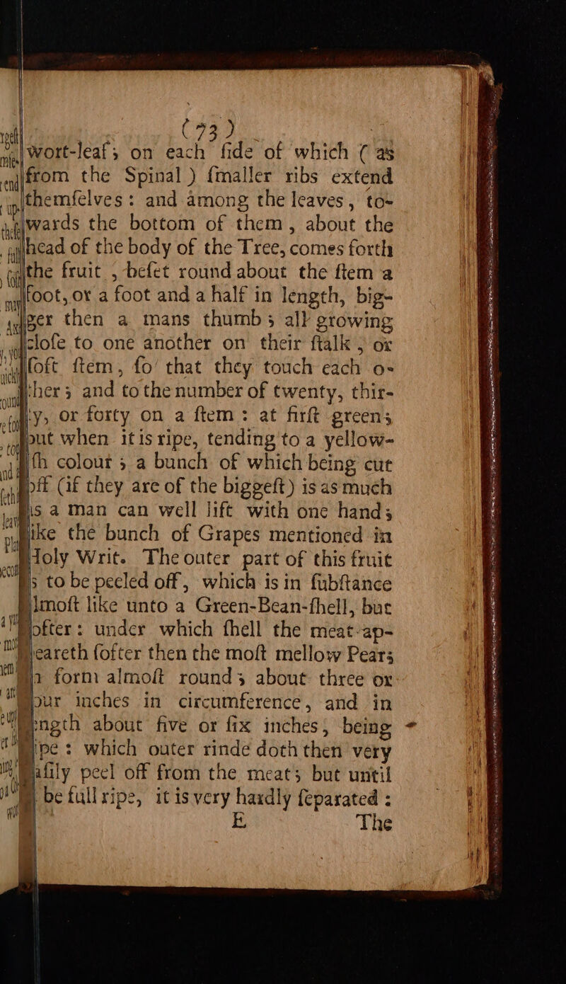 |wort-leaf; on ty fide of which ( as from the Spinal) {maller ribs extend \themfelves: and among the leaves, to- |wards the bottom of them, about the head of the body of the Tree, comes forth -dithe fruit , befet round about the ftem a foot, or a foot and a half in length, big- jeer then a mans thumb; all growing clofe to one another on their ftalk ) or foft ftem, fo’ that they touch each o- ‘her 3 and to thenumber of twenty, thir- ‘y, or forty on a ftem: at firft greens mut when itisripe, tending to a yellow- fh colour 5 a bunch of which being cut ppft Gf they are of the biggeft) is as much eis a Man can well lift with one hand; Bike the bunch of Grapes mentioned in Holy Writ. The outer part of this fruie 5 to be peeled off, which isin fubftance Blmoft like unto a Green-Bean-fhell, but Pofter : under which fhell the meat-ap- yearcth fofter then the moft mellow Pears Mia form almoft rounds about three or (pur inches in circumference, and in Mi@ength about five or fix inches, being Wipe : which outer rinde doth then very i Watily peel off from the meats but until WM betullripe, itis very hardly feparated : “- E The a Pt HS IEEE RRR RBC A ALLIED AAD nS