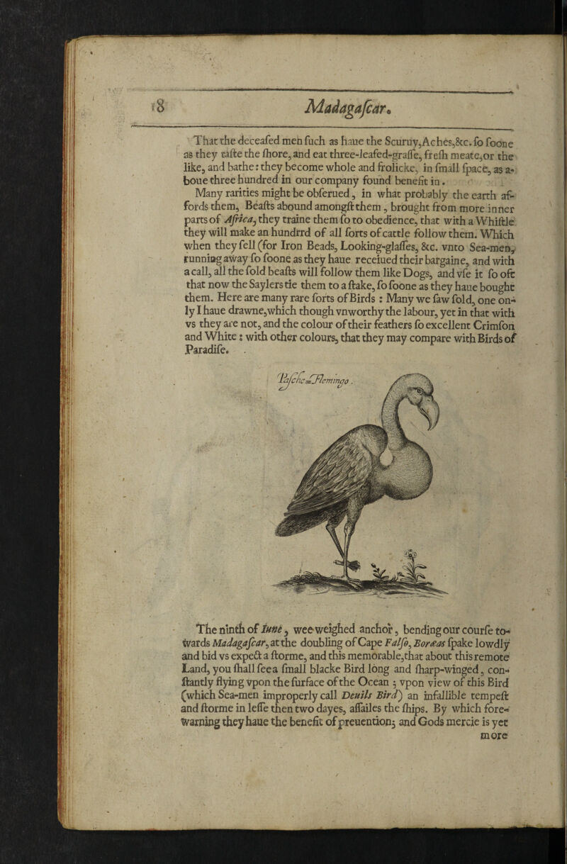 emin, ^^0 \ ■ &■ . . - ■ f I ' ' . ' The ninth of iunt ^ wee weighed anchor j bending our courfe to-^ ^ards Madagafcar^ at the doubling of Cape Falfi^ Bomos (pake lowdly and bid vs expeft a ftormc, and this memomblejthat about this remote Land, you ftiall fee a fmall blacke Bird long and fharp-winged, con-* ilantly flying vpon the furface of the Ocean 5 vpon view of this Bird (which Sea-men improperly call Deuils Bird') an infallible tempefl: and ftorme in lefle then two dayes, alfailes the fliips. By which fore-» warning they haue the beneflt of preucntionj and Gods mercic is yec more That the deceafed men fuch as haue the ScuruyjAcheSj&c, fo foone as they rafte the fliore, and eat three-leafed-gralfe, frefli meate50r the like, and bathe: they become whole and frolicke, in fmall fpace, as a- boue three hundred in our company found benefit in. Many rarities might be obferued, in what probably the earth af¬ fords them, Beafts abound amongftthem, brought from more inner parts of Africa^ they traine them fo to obedience^ that with a Whiftle they will make an hundrrd of all forts of cattle follow them. Which when they fell (for Iron Beads, Looking-glafles, &c. vnto Sea-men,- running away fo foone as they haue receiued their bargaine, and with a call, all the fold beafts will follow them like Dogs, and vfe it fo ofc that now the Saylers tie them to a ftake, fo foone as they haue bought them. Here are many rare forts of Birds: Many we faw fold, one on-i ly I haue drawne,which though vnworthy the labour, yet in that with vs they are not, and the colour of their feathers fo excellent Crimfon and White; with other colours, that they may compare with Birds of Paradife. . .a t ..a ■ AA