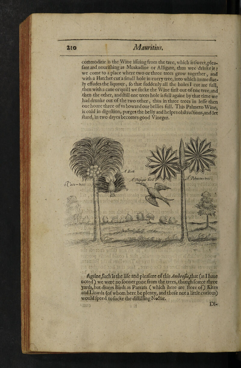 / XI o MamtiuSi cortimbditie the Wine ifTuing from the tree, which is fweet^plea^ fantandnourifhingas Muskadine or Alligant, thus wee drinkeit: we come to a place where two or three trees grow together, and with a Hatchet cut a fmalJ hole in euery tree, into which immediat- I ly effudes the liquour, fo that fuddenly all the holes I cut are full then with a cane or quill we fucke the Wine firft out of one tree,and tl^en the other, and ftill one trees hole is full againe by that time we had drunke out of the two other, thus in three trees in lefle then one houre three of vs bowzed our bellies full. This Palmcto Wine, is cold in digeftion, purges the belly and helpesobftruaionsjand let ftand, in two dayes becomes good Vineger. Againe,fuch is tlie life and pleafurc of this (as I haue noted ) we were no fooner gone from the trees, though fcarce three yrar^s,butdiuersfeirdsasParrats (which here are ftoreof) Kites and lizards (of whom here be plenty, and thofe not a little curious) would Ipeed to fucke the diftjjling Neftar. trar- C 9 CO