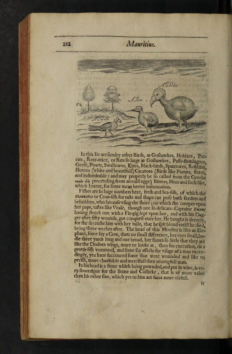 ZIZ Manritim. In this He are fundry other Birds, as Goihawkes, Hobbies, Par* rats, Reer-tnice, or Bats fo large as Gofliawkes, Paife-fleniingoes Geefe, Powts, Swallowes, Kites, Black-birds, Sparrowes, RobbW Herons (white and beautifull)Cacatocs (Birds like Parrats, fierce'* and indomitable: and may pro|)erlybe fo called from the Greekc proceeding from an euilleggc) Bitters, Hens and fuch like which I name, for Tome mens better information. ^ Fifhes are in huge numbers here, frefh and Sea-fifli, of which the Mannatee or Cow-fifh for taftc and fhape can pofe both feeders and beholders, who becaufe vling the fhore • on which fhe creepcs vpon her paps, taftes like Veale, though not fo delicate.Captaine Ruans hauing frruck one witha Fiz-gig lept vpon her, and with his Dag¬ ger after fifty wounds, got conqueft ouer her. He bought it deerely for fhe fo crufht him with her taile, that he (pit bloud vntill he died’ being three weekes after. The head of this Monfter is like an Elc* phant,fome fay a Cow, thats no fmall difference, her eyes fmall bo- die three yards long and one broad, her finnes fo little that they are like the Dodoes wings, more to looke at, then for execution, tis a gentle nfh vnmoued, and fomc fay affects the vifage of a man excee- ^g^pycahauefuccouredfome that were, wounded and like to pcrilh,^ more charitable and mercifiill then reuengfull man. In his head is a ftone which being pownded,and put in wine is ve¬ ry foueraigne for the Stone and Collicke , that is of more’value then his other fixe, which yet to him are farre more vfefull. If X 1