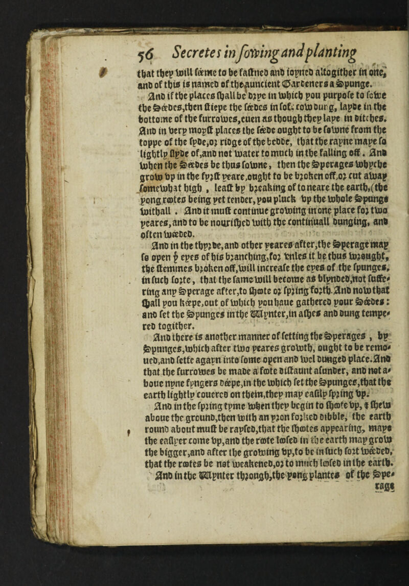 5<5 Secretes in fomngandplanting # t^at tt)ev U}tU fame to be fa(!neD anb topnco altogitber tn onc« anbof tbto tenamen of tbe^unctentC^arceiicroa^panse* ^no if tbeplaccof^allbe o?pc mtjobicb pou purpofe to fctue (be&aoc5,tben fttepe tbc fabco tnfoC; coboDurg, lapse in tbe bottome of tbe furroU)cs,euen ao tbougb tbcp lapt in sitcbco* 0110 in berp moplt places tbc faoc ought to be folonc from tbe toppc of tbe fpOe,o; riogeoftbebcooe, tbattberapncmapefo ItSbtlp Opoe of,ano not boater tomncb in tbe falling off. 0no boben tbe ^aoes be tbns fobone, then tbe ^perages bobpebe grobo bp in tbc fpjft ptare,ongbt to be b?obcn off,oj cut aboap fomebobat bigb , lealt bp b^eabing of to neare tbe eartb»(tbe pong ra)te0 being pet tenoer, pou piucH bp tbe bobole Sponge boitball. 0nD it mutt continue groboing in one place fo j tboo pcares,ano to be nourilbeo boitb tbe continuall Dunging, anb often biaoeo. • • 0nD in tbe tbp?be,anD other peaces after,the fe^eragemap fo open p epes of bis bjancbing,foj bnles it be thus bo^ougbty the ttemmes bjohen ott.boill increafe the epea of the fpnngeo, . infucbfojte, that the fameboill become as blpnocb,not futtie^ ring anp ^perage after,to Ibtote oe fpjing fojtb.0nD nobotbat (ball pou bape,out of bobicb poubaue gatbereo pour &«Des: ano fet tbc &punges in the ®ffilpnter,in atbes anO oung temper reotogitber, ‘ ' 0nD there is another manner of fetting tbe ^perages , bp^ Ja>pnngcs,bDbicb after tboo peares grobotb, ought to be remo^ ucO,anD fette agapn intoTome open ano bud oungeo place*0ng that tbe furrobues be maoe a fmte Oittannt afunOer, ano nota^ bouc npnc fpngers Dapc,in the bubicb fet the ^punges,that the earth ligbtlp'coucrco on tbetn,tbcp map eaOlp fpjing bp; 0no in the fpdng tpme buben tbep begin to (b®te bp, t (bebi abouc the grcunD,tbcn buitb an p?on fojfeeo Dibble, the earth f rounD about mutt be rapfeD,tbat the Ibtotes appearing, maps the eaflper come bp,ano the rcote Icofeo in tbc earth map grobo the bigger,anD after the groteing bp,to be in fucb fott bDaOeo, that the riotes be not bueabeftcD,ojto mneb Itofco in the earth* 0no in the ^Kllpntec tb^ongb,the pong plantef of the ^pe^ W0f