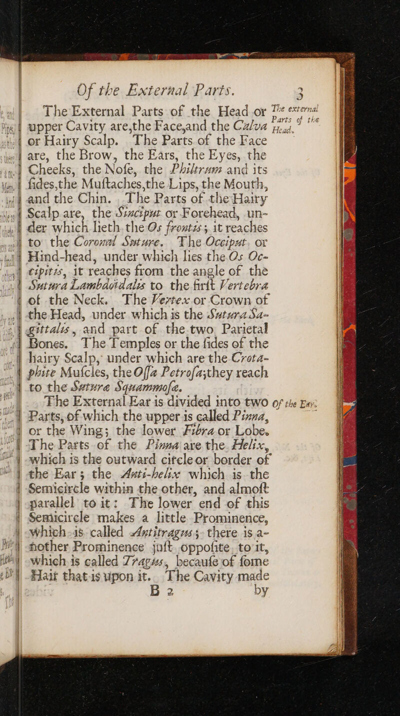 = 22 = “&gt; =] = = = — ralo an ee ap i . bell 4 we AVA ta ) | A d fF 4 7 tae ee | Of the External Parts. upper Cavity are,the Face,and the Ca/va fides,the Muftaches,the Lips, the Mouth, and the Chin. . The Parts of the Hairy Scalp are, the Ssactput or Forehead, un- der which lieth. thes froutzs; it reaches Hind-head, under which lies the Os Oc- cipitys, it reaches from the angle of the Sutura Lambdotdales to the firtt Vertebra of the Neck. The Vertex or Crown of the Head, under which is the SvturaSa- Bones. The Temples or the fides of the hairy Scalp, under which are the Cvota- to the Suture Squammofe. Parts, of which the upper is called Pizza, or the Wing; the lower Fiéra or Lobe. The Parts of the Pinna are the. Helix, which is the outward citcle or border of the Ear; the Asts-helix which is. the Semicircle within the other, and almoft parallel to it: The lower end of this Semicircle makes a little Prominence, Which-48. called Axtitragus; there is a- hother Prominence joft. oppofite. toit, which. is called Zvagzs, becaufe of forme Hatt thatuspon it. The Cavity made B 2 by