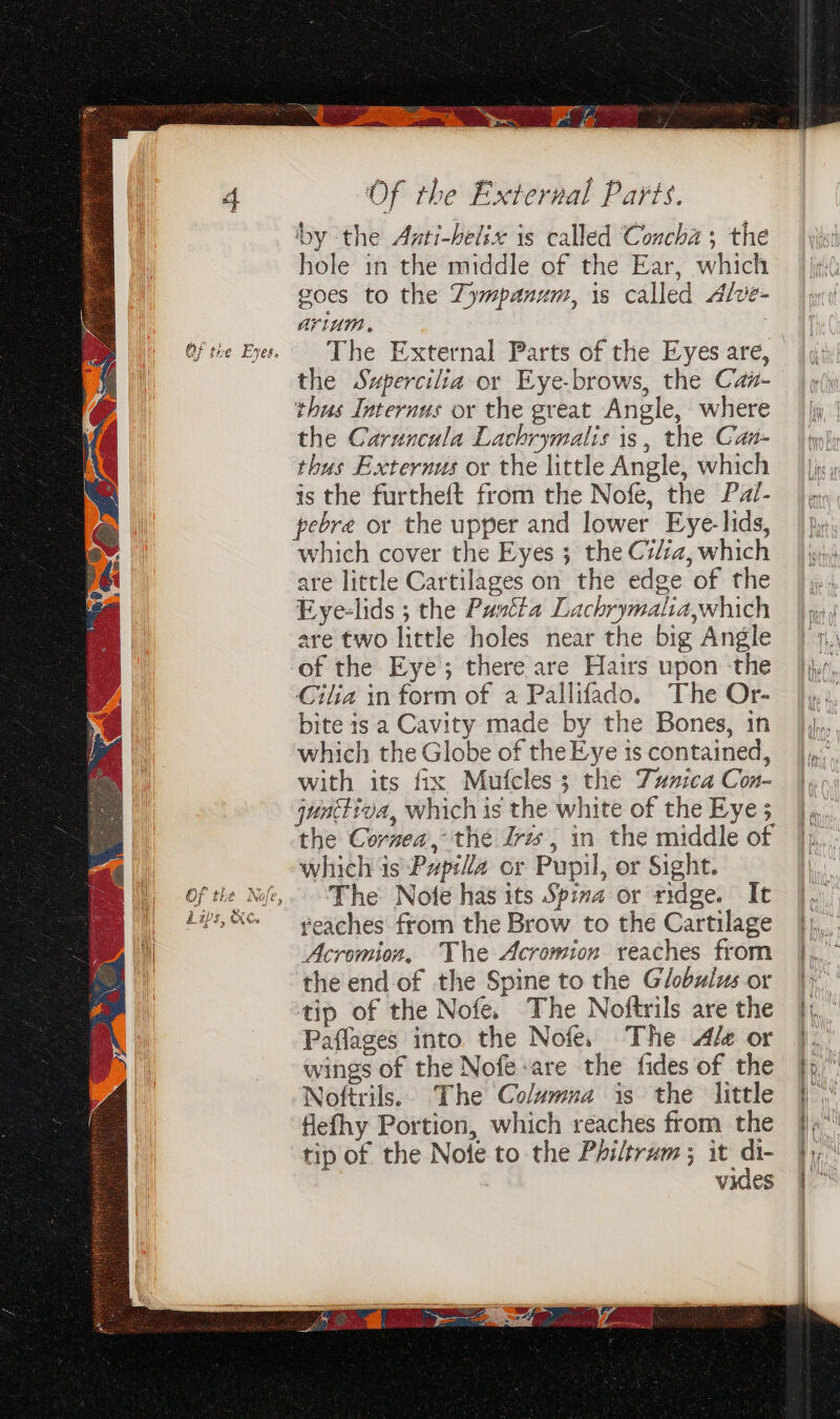 ‘by the Anti-helsx is called ‘Concha ; the hole in the middle of the Ear, which goes to the Zympanum, is called Alve- arlunw, The External Parts of the Eyes are, the Sxpercilia or Eye-brows, the Ca#- thus Internus or the great Angle, where the Caruncula Lachrymalis is, the Can- thus Externus or the little Angle, which is the furtheft from the Nofe, the Patl- pebre or the upper and lower Eye-lids, which cover the Eyes 3; the C7/za, which are little Cartilages on the edge of the Eye-lids ; the Puntta Lachrymalia,which are two little holes near the big Angle Cilia in form of a Pallifado. The Or- bite is a Cavity made by the Bones, in which the Globe of the Eye is contained, with its fix Mufcles; the Tuzica Con- qunttiva, which is the white of the Eye 5 the Cornea, the Zr, in the middle of which is Papi/laz or Pupil, or Sight. The Nofe has its Spiva or ridge. It reaches from the Brow to the Cartilage tip of the Nofe. The Noftrils are the Paffages into the Nofe. The Ale or wings of the Nofe:are the fides of the Noftrils.. The Columna is the little flefhy Portion, which reaches from the tip of the Nofe to the Philtrum ; it di- vides ae aT =&gt; re