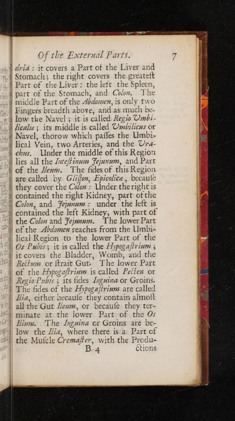 Gan ceils ane Of the External Parts. SS SS a3 | : low the Navel ; it is called Regio Umb:- tes — Bs hse Navel, thorow which pafles the Umbi- lical Vein, two Arteries, and the Ura- chus. Under the middle of this Region lies all the Lute/tinum Fejunum, and Part of the eum. The fidesof this Region contained the right Kidney, part ofthe Colon, and Fejunum: under the left is cos of the Abdomen reaches from the Umbi- lical Region to the lower Part of the it covers the Bladder, Womb, and the Rettum or ftrait Gut. The lower Part of the Hypogaftrium is called Peclen or Regio Pubs ; its fides Inguina or Groins. The fides of the Hypogastrinm are called je 4, lium. The Juguina cr Groins are be-