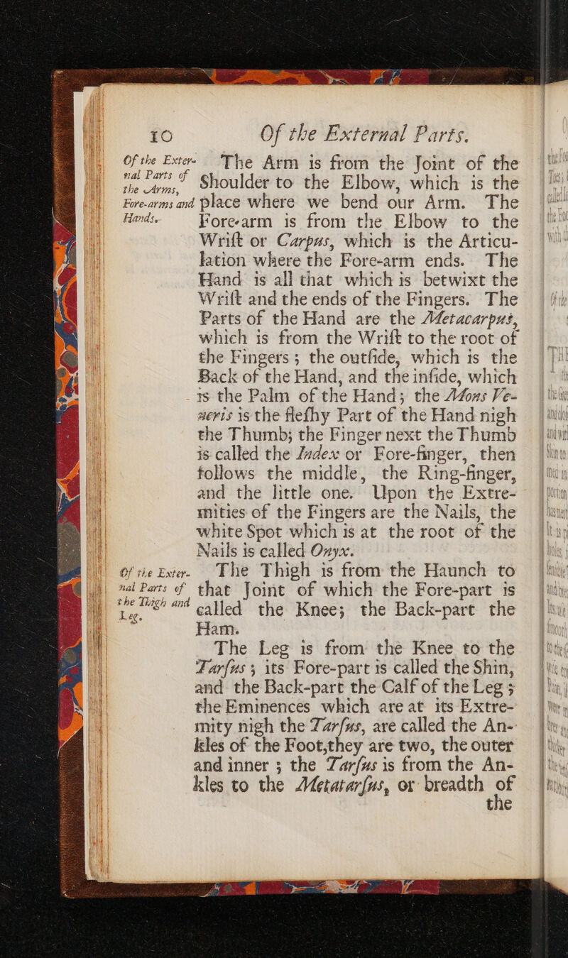 Of the Extee The Arm is from the Joint of the ra Pats Shoulder to the Elbow, which is the Fore-arms and Place where we bend our Arm. The Hands Forearm is from the Elbow to the Wrift or Carpus, which is the Articu- lation where the Fore-arm ends. The Hand is all that which is betwixt the Writ and the ends of the Fingers. The Parts of the Hand are the A£etacarpus, which is from the Wrift to the root of the Fingers ; the outfide, which is the Back of the Hand, and the infide, which ys the Palm of the Hand; the A4oxs Ve- weris is the flefhy Part of the Hand nigh the Thumb; the Finger next the Thumb is called the Zvdex or Fore-finger, then follows the middle, the Ring-finger, and the little one. Upon the Extre- mities of the Fingers are the Nails, the white Spot which is at the root of the Nats is called Onyx. Of tie Extr. The Thigh is from the Haunch to og of that Joint of which the Fore-part is il) tere,” called the Knee; the Back-part the nu : Ham. al The Leg is from the Knee to the Zarf{us 5 its Fore-part 1s called the Shin, and the Back-pare the Calf of the Leg 3 the Eminences which are at its Extre- mity nigh the Zarfus, are called the An- kkles of the Foot,they are two, the outer : and inner ; the Zar/us is from the An- . kles to the Metatar[us, or breadth “4 il the