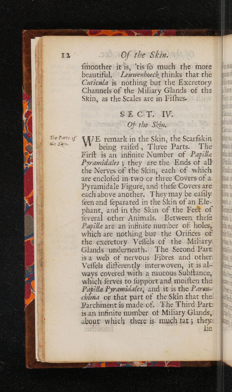fmoother itis, °tis fo much the more beautiful. Leszwenboeck thinks that the Cuticala is nothing but the Excretory Channels of the Miliary Glands of the Skin, as the Scales are in Fifhes. OF the Skins AZ7E remark in the Skin, the Scarfskin being raifed, Three Parts. The Firft is an infinite Number of Papile Pyramidales ; they are the Ends of alb the Nerves of the Skin, each of which are enclofed in‘two or three Covers of a Pyramidale Figure, and: thefe Covers are each above another. They may be eafily feen and feparated in the Skin of an Ele- phant, and in the Skin of the Feet of feveral other Animals. Between. thefe Papille are an infinite number of holes, which are nothing bute’ the Oriftces of the exeretory. Veflels of the Muhary. Glands ‘underneath. The Second Part isa web of nervous Fibres and. other: Veflels differently interwoven, it is al- ways covered with a mucous Subttance, which ferves to {upport‘and moiften the. Papille Pyramidales, and it is the Pares- chima or that part of the Skin that the Parchment is made:of. “Ehe Third Part: 1s. an infinite number. of Miliary Glands, about which there is. much fat; they: ie ae Oe)