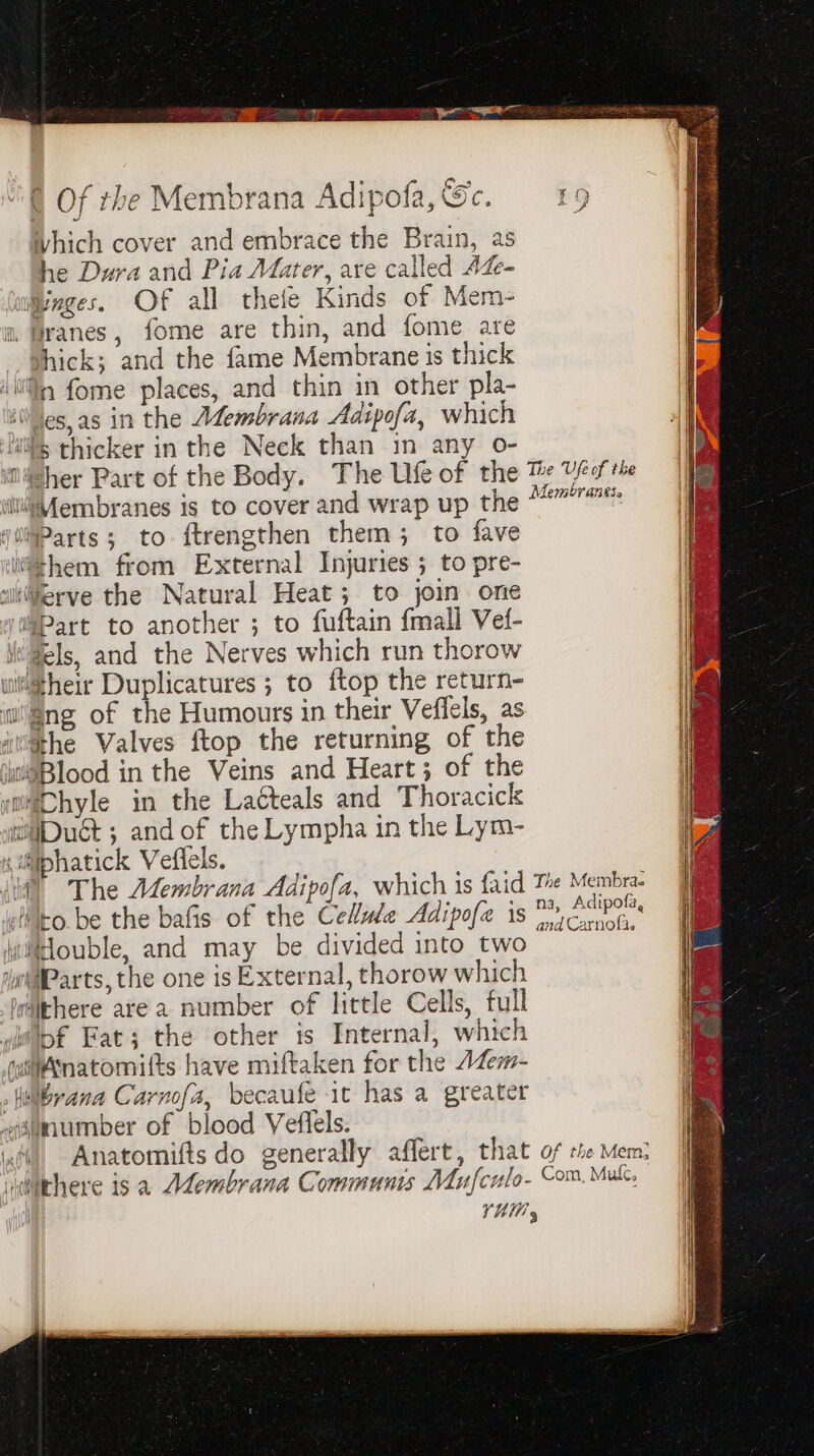 Which cover and embrace the Brain, as he Dura and Pia Mater, are called A&amp;- wages. Of all thefe Kinds of Mem=- 4, Hanes, fome are thin, and fome are thick; and the fame Membrane is thick ijn fome places, and thin in other pla- it\4es,as in the ALembrana Adipofa, which WS thicker in the Neck than in any o- Meher Part of the Body. The Ufeof the M Weal the itt Membranes is to cover and wrap up the “7 WMParts; to ftrengthen them; to fave itthem from External Injuries ; to pre- I wkerve the Natural Heat; to join. one ‘if v@Part to another ; to fuftain {mall Vet- | i'@els, and the Nerves which run thorow uitheir Duplicatures ; to ftop the return- ‘ng of the Humours in their Veffels, as ithe Valves ftop the returning of the ‘iWiPBlood in the Veins and Heart; of the simMDhyle in the Latteals and Thoracick wiDuét ; and of the Lympha in the Lym- « iiiphatick Vefiels. iW The Atembrana Adipofa, which is faid Te Membra- lito. be the bafis of the Celle Adipofe is ee uiiouble, and may be divided into two (Parts, the one is External, thorow which leaithere ate a number of little Cells, full wliip€ Fat; the other is Internal, which uitAnatomitts have miftaken for the A4em- Hilibrana Carnofa, becaufe it has a greater amnumber of blood Veflels. fit, Anatomifts do generally affert, that of the Mem: vueuchere is a ALembrana Communis Mufculo- Com. Mukc. TUM