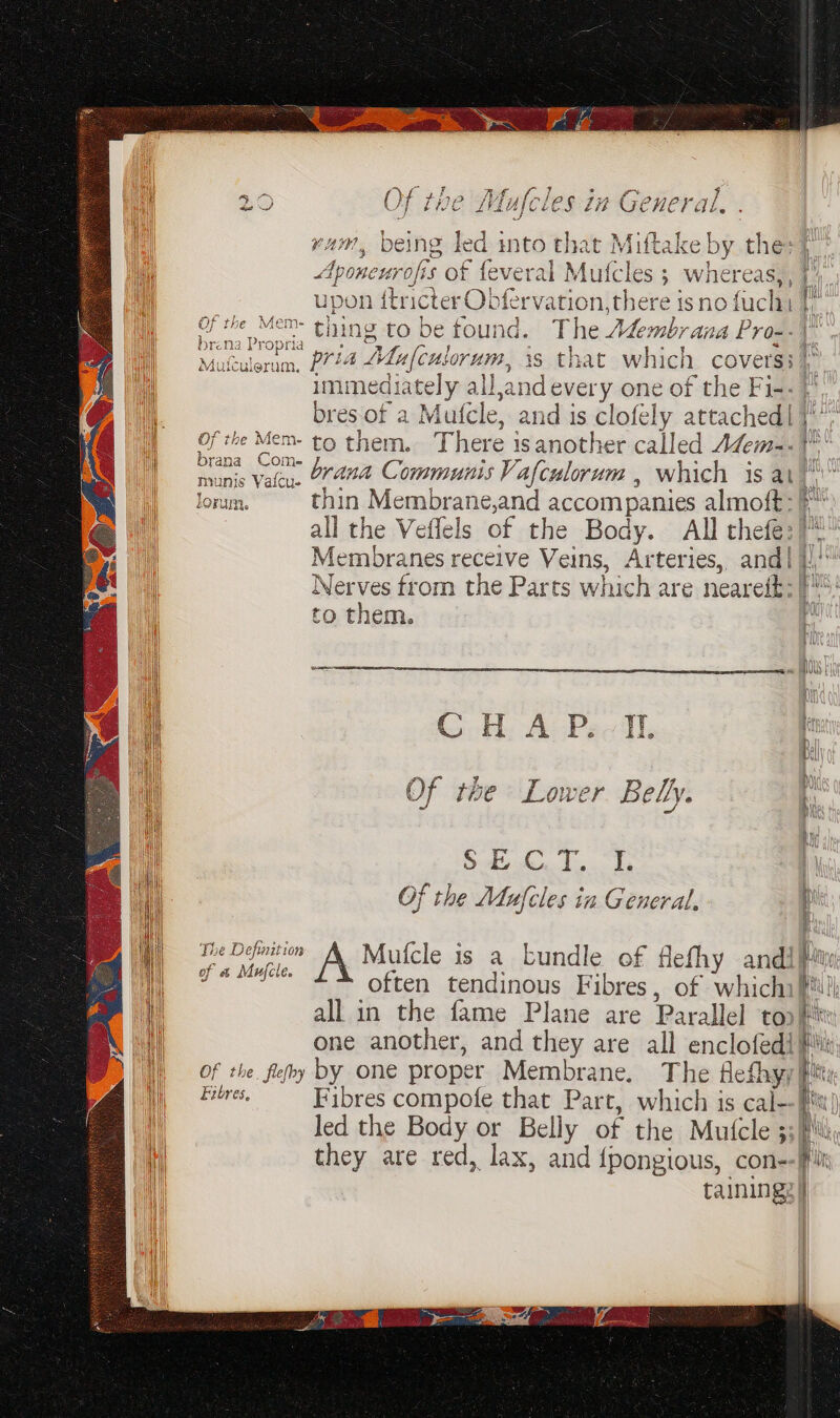 (Prey, — ae ~~ 4. = is) seat me € Be yam, being led into that Miftake by the: | Stee Bdhd EL Tt i A i Ht Aponeurofis of feveral Mufcles > wnereas,, 44 a eas ToRta rs epee. oe il i upon {tricter Obfervation, there is no fuchi |} A OF che Mens Bi ee ee : ; | p w | Of the Mem- thing to be found. The Aéembrana Pro--| iI Drena Propria eras bb ke! oe Oe i | Moftuleram, 2724 A4a(culorum, is that which covers: i immediately all,and every one of the Fi-- | i. bres of a Mufcle, and is clofely attached| }'* I) Of the Mem- to them... There isanother called Azem-. 1 rane” brana Communis Vafculorum , which is at nt lorum. thin Membrane,and accompanies almoft: all the Veflels of the Body. All thefe:}! Membranes receive Veins, Arteries, and| j/' | Nerves from the Parts which are neareit: be to them. ‘* | CHAP. It in i Of the Lower Belly. &amp; oe ne ORs Ra Of the Mufcles in General, q 3 Bie ee _Mutfcle is a bundle of flefhy andi O} &amp; AVLVCLE. - e ~* f ‘ ae : often tendinous Fibres, of whichiftil) | | all in the fame Plane are Parallel toni tl one another, and they are all enclofedi fis i Of the. fleby by one proper Membrane. The Heflayy Fity mr. Fibres compofe that Part, which is cal- tt) led the Body or Belly of the Mutcle 35; they are red, laxe and {pongious, con- mor