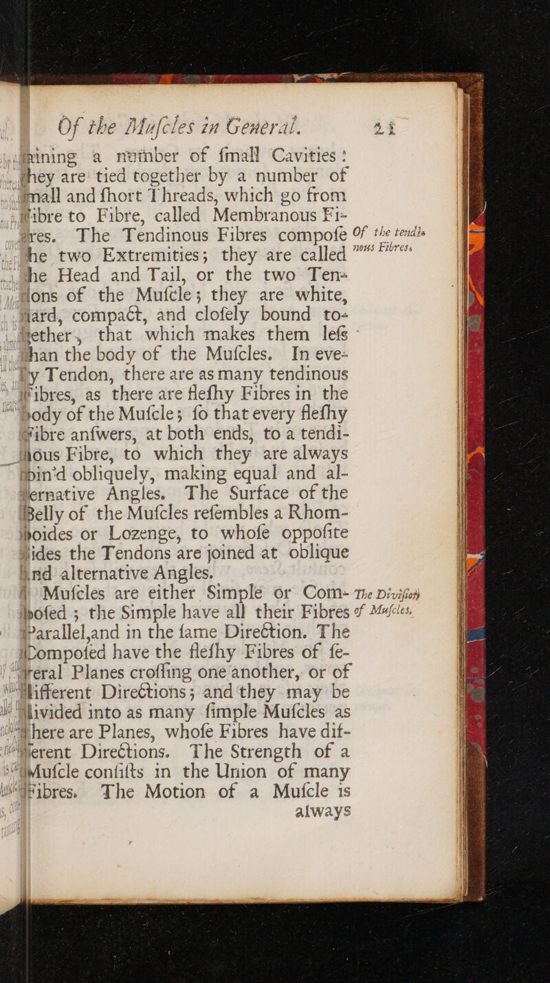 VE Rea i al Of the Mufcles in General. jiining a nutnber of fmall Cavities: ney are tied together by a number of mall and fhort Threads, which go from fibre to Fibre, called Membranous F1- | tres. The Tendinous Fibres compofe f tH tendis | he two Extremities; they are called ene Head and Tail, or the two Ten- tions of the Mufcle; they are white, Ward, compact, and clofely bound to- _aether., that which makes them lefs Whan the body of the Mufcles. In eve- Ty Tendon, there are as many tendinous . Pibres, as there are Hefhy Fibres in the Dody of the Mufcle; fo that every flefhy #ibre anfwers, at both ends, to a tendi- hous Fibre, to which they are always ~ §bin’d obliquely, making equal and al- lernative Angles. The Surface of the Belly of the Mufcles refembles a Rhom- boides or Lozenge, to whofe oppofite tides the Tendons are joined at oblique und alternative Angles. | Mufcles are either Simple or Com-= the pivifios ipofed ; the Simple have all their Fibres % “cs. Parallel,and in the fame Direction. The iCompofed have the flefhy Fibres of {e- ‘reral Planes crofling one another, or of Mhifferent Directions; and they may be “Mivided into as many fimple Mufcles as iS here are Planes, whofe Fibres have dit- “Merent Directions. The Strength of a §Mufcle confiftts in the Union of many wG#ibres. The Motion of a Mutfcle is | always