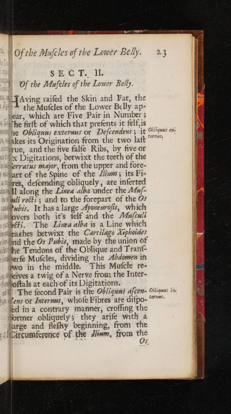 SECT. I. Of the Mufcles of the Lower Belly. a _[ Aving yaifed the Skin and Fat, the li the Mufcles of the Lower Belly ap- _vear, which are Five Pair in Number 3 ‘the firft of which that prefents it felis el he Obliqans externus or Defcendens 5 it Oblique ex: wiienkes its Origination from the two laft rue, and the five falfe Ribs, by five or vil Digitations, betwixt the teeth of the tierratus major, fom the upper and fore- ‘ji art of the Spine of the Jaw#,; its Fi- ‘ares, defeending obliquely, are inferted ke@ Ul along the Linea alba under the A4x/- wale reeti ; and to the forepart of the Os Pubs, It hasa large Aponenrofis, which ‘hitlovers both it’s felf and the ALu/culi (Opti. The Livea alba is a Line which ptllipaches betwixt the Cartilage Xiphoides /jotyyd the Or Pudis, made by the union of ‘ihe Tendons of the Oblique and Trarf- iuierfe Mufeles, dividing the Abdomen in Wwo in the middle. This Mufcle re- y likerves a twig of a Nerve from the Inter- utheftals at each of its Digitations: wll The fecond Pair is the Ob/iquas afcen- Obliquus in. os tens ot Internus, whole Fibres ate difpo-‘”””” led ina contrary manner, crofling the tormer obliquely; they arife with a Jarge and flefhy beginning, from the (NDircumference of the Jhom, from 5 Qs