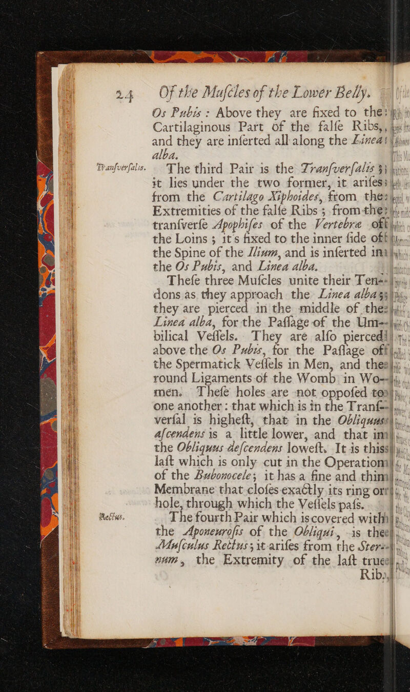 Pee | we fs Of the Mufcles of the Lower Belly. i Os Pubis : Above they are fixed to the? pi 4 : Cartilaginous Part of the falfe Ribs,, byl Hl and they are inferted all along the Liveai {fiw i alba. Th | Tranfuerfale. — The third Pair is the Zranf[ver{alzs 3} wy a) it lies under the two former, it arifess \) ) eo | from the Cartilage Xiphoides, from. the? ky, | Extremities of the falfe Ribs 5 from the? }ipji i tranfverfe Apophifes of the Vertebra oft | the Loins it’s fixed to the inner fide off h(n, 4 the Spine of the Z/ium, and is inferted 111 }y}\; | the Os Pubis, and Linea alba. lh Thefe three Mufcles unite their Tens») dons as they approach the Linea albays\pj,, | they are pierced in the middle. of thez},;, | Linea alba, for the Paflage-of the Umie-hyji., i) bilical Veflels. They are alfo piercedi} 1, | above the Os Pubw, tor the Paflage off), i the Spermatick Veflels in Men, and thes), , iil round Ligaments-of the Womb in Wo... men. Thefe holes are not oppofed teal, one another : that which is in the Tranf-},,,.’ il verfal is higheft, that in the Oddiquass|;.. Bi afcenaensis a little lower, and that im)... the Obliquus defcendens loweft. It is thiss}\y,. lait which is only cut in the Operatiom} : : tig of the Bubonocele; it has a fine and thing, Membrane that clofes- exactly its ring ort}, hole, through which the Veflels pafs... |), } : rie it Hl Reds, The fourth Pair which iscovered withh}s,.” i the Aponeurofis of the Obligui, -is theel, yum, the Extremity of the laft truce): hil Mufculus Rettus;it-arifes from the Sters+4),,. i | ri cis Rib», | i | | | ;