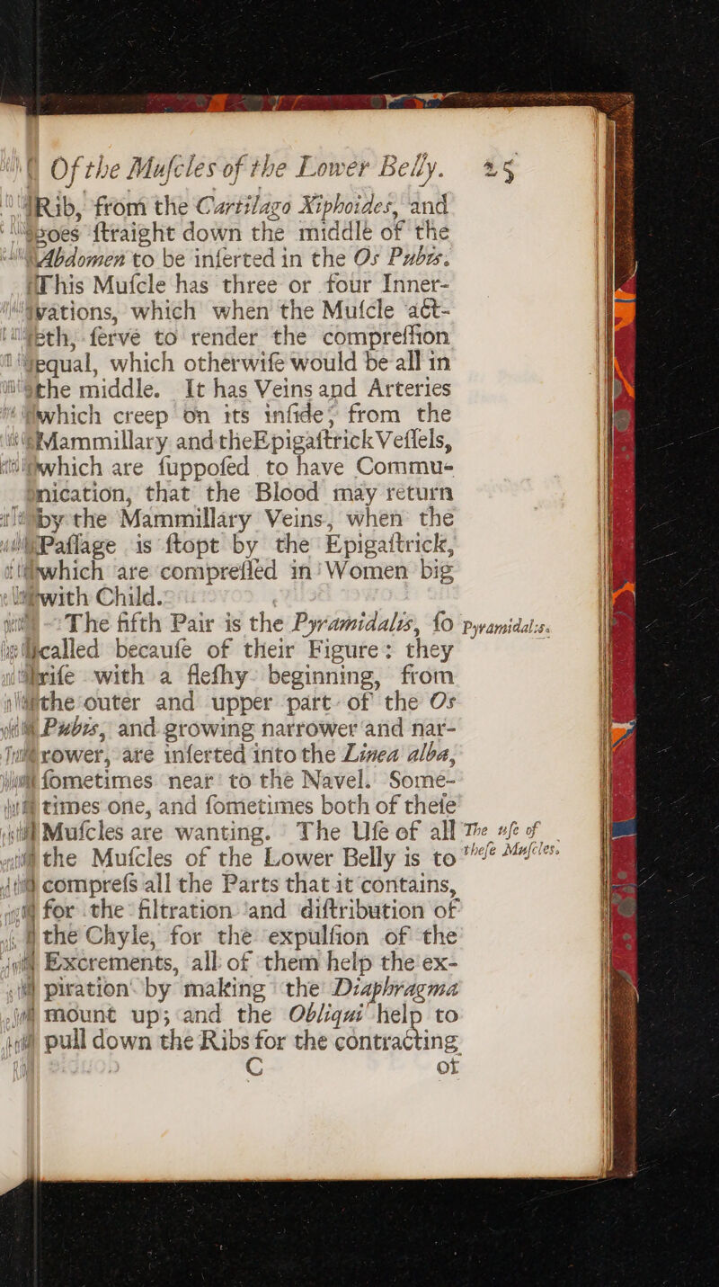 ‘DRib, from the Cartilage Xiphoides, and \\Gtsoes {traight down the middle of the “Abdomen to be inferted in the Os Pubes. if ‘This Mufcle has three or four Inner- Il \“§vations, which when the Mufcle ‘aét- 1 eth; ferve to render the compreffion ‘equal, which otherwife would be all in sthe middle. It has Veins and Arteries ‘which creep on its infide} from the ‘/@¥Mammillary andtheEpigattrick Veflels, (which are fuppofed to have Commue -@mication, that the Blood may return tly the Mammillary Veins, when the iiPaflage is ftopt by the Epigattrick, ti@which are comprefled in’ Women big : liwith Child. | i) The fifth Pair is the Pyramidalts, {0 pyramidal: ie lcalled becaufe of their Figure: they : wife with a flefhy- beginning, from lithe outer and upper part of the Os Wil Pxors, and growing narrower ‘and nar- jul rower, are unferted into the Linea alba, jum fometimes near’ to the Navel. Some- iy times one, and fometimes both of theie iif’ Mufcles are wanting. The Ufe of all Me xf of | i the Mufcles of the Lower Belly is to 72“ Ati@ comprefs all the Parts that.it contains, «@@ for the: filtration ‘and diftribution of ,; the Chyle,; for the expulfion of the Aga Exxcrements, all: of them help the ex- i) piration by making «the Diaphragma jm TAount up; and the Ob/iqui' help to iyi) pull down the Ribs for the contracting. Hl c Or