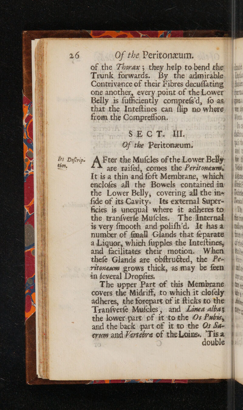 itt Defrip: ten, ee ite So Saeudin Cuan eae Of the Peritonzum. Trunk forwards. By the admurable Contrivance of their Fibres decuflating that the Inteftines can from the Comprefiion. Sh 0 Te A. Of the Peritonzum. ip no where It is a thin and foft Membrane, which the Lower Belly, covering all the im- fide of its Cavity: Its external Super- ficies is unequal where it adheres to the tranfverfe Mufcles.. The Unternal is very {mooth and-polifh’d. Jt hasa number of fmall Glands that feparate a Liquor, which fupples the Inteftines, and facilitates their motion. thefe Glands are obftruéted, the Pe- vitoneum grows thick, asmay be feen in feveral Dropfies. The upper Part .of this Membrane covers the Midriff, to which it clofely adheres, the forepart of it fticks to the Tranfverfe. Mufcles; and Linea alba3 and the back part.of it to the Os Sa- erum and Vertebre of the Loins. ‘Tisa double tinny) DpWL/IAa