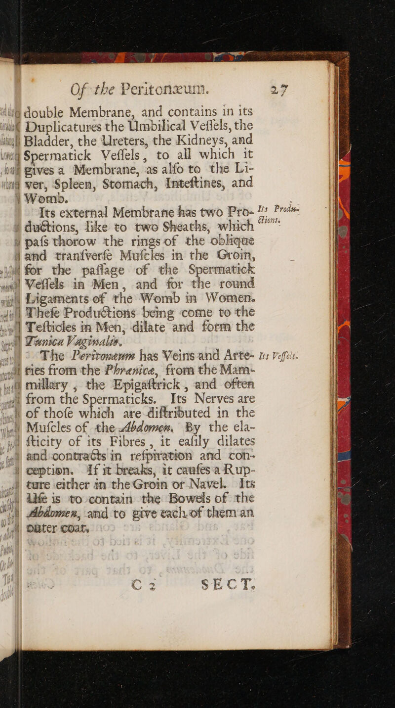 EIS a0 cll Lo pdee Edm eke | Of the Peritonxum. a7 W@ double Membrane, and contains in its it Duplicatures the Umbilical Veflels, the sil) Bladder, the Ureters, the Kidneys, and wit Spermatick Veffels, to all which it bw% gives a Membrane, as alfo to the Li- wa ver, Spleen, Stomach, Inteftines, and | Womb. Its external Membrane has two Pros U's Prot ) duétions, like to two Sheaths, which °° |pafs thorow the rings of the oblique Jend tranf{verfe Mufcles in the Grom, : ‘ui for the paflage of the Spermatick wl Veels in Men, and for the round ajiju Ligaments of the Womb i Women. dy Uhefe Productions being come to the out Tefticles in Men, dilate and form the wi Danica Vaginales,  The Peritowenm has Veins and Arte- ts vefels. fit fies from the Phranice, from the Mam- iui millary , the Epigaftrick , and often wea from the Spermaticks. Its Nerves are igh Of thofe which are diftributed in the will Mufcles of the Abdomen, By the ela- ya fticity of its Fibres , it eafily dilates ‘yi end-contracts in refpiration and con- | ception. If mw breaks, it caufes‘a Rup- 4) tare either in the Groin or Navel. Its vie) Adde 15 to contain the Bowels of the i gibdomen, and to give tach of them an “iM Obter COat.