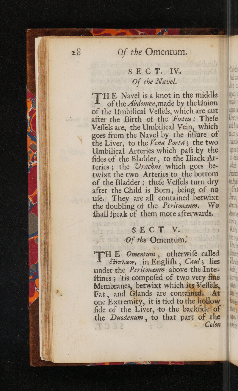 Se Ue Ons Sera Ge Of the Navel. | ‘TH E Navel is a knot in the middle of the Abdomen,made by theUnion © of the Umbilical Veffels, which are cut Mil! after the Birth of the Foetus: Thefe Li | Veflels are, the Umbilical Vein, which |!) goes from the Navel by the fiflure of /M a the Liver, to the Vena Porta; the two | itis ae Umbilical Arteries which pafs by the re fides of the Bladder, to the Iliack Ar- teries; the Wrachus which goes be- | Wi | twixt the two Arteries to the bottom _ | nm il of the Bladder: thefe Veflels turn dry {2 i after the Child is Born, being of no | Tk i ufe. They are all contained betwixt = ['m the doubling of the Peritoneum. We \ithivy fhall {peak of them more afterwards. hit § E C.T FY. > Phe S|. ‘Of rhe Omentum. hk il ‘TH E Omentum, otherwife called |! | énaawov, in Englifh, Ca#/; lies jin! mh A under the Peritoneum above the Inte= | iit! Mi ftines; “tis compofed of two very fine tty iH Membranes, betwixt which its, Veflels, | \ | a Fat, and Glands are contained, At |i 4 one Extremity, it is tied tothe hollow | ii, iH) fide of the Liver, to the backfide of | h), Hi the Dyodenum , to that part of the |i, Colon Wii