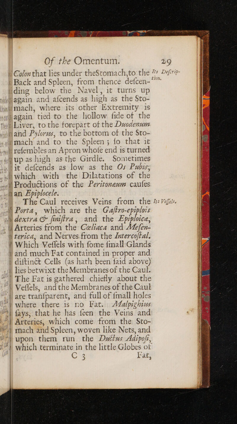 Back and Spleen, fr ding below the Navel, it turns up iagain and afcends as high as the Sto- imgemach, where its other Extremity 1s again tied to the hollow fide of the nit Liver, to the torepart of the Duodenum \mand Pylorws, to the bottom of the Sto- «yemach and to the Spleen; fo that it que refembles an Apron whofe end is turned sup as high asthe Girdle. Sometimes j.8it defcends as low as the Os Pubus; .wiwhich with the Dilatations of the «ll Productions of the Peritoneum caules wian Epzplocele. w| The Caul receives Veins from the i) Porta, which are the Gaftro-epiplois Wh dextra &amp; finiftra, and the Epiploice, . | Arteries from the Celiaca and ALefen- ‘ Wterica, and Nerves.from the Jnterco/tal. | Which Veflels with fome {mall:Glands }and much Fat contained in proper and 4) lies betwixt the Membranes of the Caul. 4) The Fat is gathered chiefly about the ™) Veffels, andthe Membranes of the Caul “are tranfparent, and full of {mall holes iV’) where there is no Fat. AZalpighius #4 fays, that he has feen the Veins and '’) Arteries, which come from the: Sto- | rnach and Spleen, woven like Nets, and 1) which terminate in the little Globes ot Crs Kat,