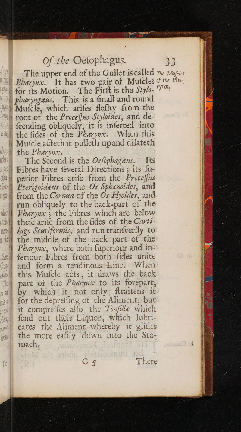 TT Of the Oefophagus. 33 i The upper end of the Gullet iscalled me mujeics WS Pharynx. It has two pair of Mufcles of* Pha. ‘l@ for its Motion. The Firft is the Sty/o- 7 ‘\l pharyngeus. This isa {mall and round MN Mufcle, which arifes flefhy from the n| N§ root of the Procef[us Styloides, and de- | \@ {eending obliquely, it is inferted into | the fides of the Pharynx. -When this ¥ Mufcle aGtethit pulleth upand dilateth itt the Pharynx. is) The Second is the Oefophagaus. Its Fibres have feveral Directions ; its fu- jt perior Fibres arife from the Proceffus itl Prerigoideus of the Os Sphencides, and Wil from the Cornua of the Os Hyoides, and # xun obliquely to the back-part of the wil) Pharyex ; the Fibres which are below itil) thefe arife from the fides of the Cart:- wall ago Scutiformis, and run tranfverily to itll the middle of the back part of the \ Pharynx, where both fuperiour and in- ml) feriour Fibres from both fides unite wy} and form a: teridinous=bine. When lvl) this. Mufcle acts, it draws the back [ej part ot the Pharynx to its forepart, iW by which it not only: ftraitens. it’ i) for the depretling of the Aliment, but it comprefies alfo tl the Zonfille which fend out their Liquor, which lubri- wid cates the Aliment whereby it glides i the more eafily down into the Sto- | mach, i Cs There