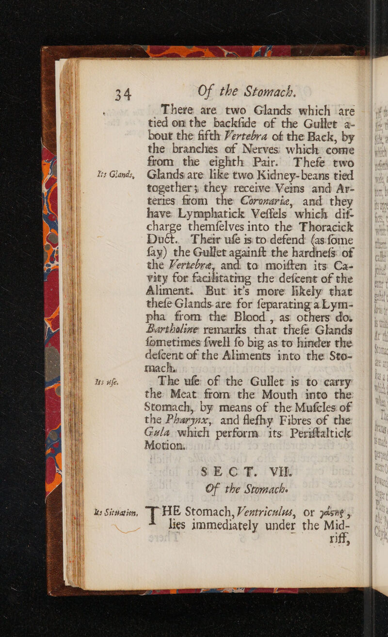 There are two Glands which are tied om the backfide of the Gullet a- bout the fifth Vertebra of the Back, by the branches of Nerves: which come from the eighth Pair. Thefe two Glands are: like two Kidney-beans tied togethers they receive Veins and Ar- teries from the Corovarie, and they have Lymphatick Veffels which dif- charge themfelves into the Fhoracick | Duét.. Their ufe isto defend (as:fome fay) the Gullet againft the hardnefs: of the Vertebre, and. ta moiften its Ca- vity for facilitatmg the detcent of the Aliment. But it’s more likely that thefe Glands. are for feparating a Lym- pha from the Blood , as others do. Bartholine remarks that thefe Glands fometimes {well fo big as to hinder the. defcent of the Aliments into the Sto- mach, The ufe: of the Gullet is to carry the Meat from the Mouth into the Stomach, by means of the Mufcles of the Pharywx,. and flefhy Fibres of the Gula which perform. its Periftaltick Motion. SEC Tf. VE. Of the Stomach lies immediately under the Mid- riff,