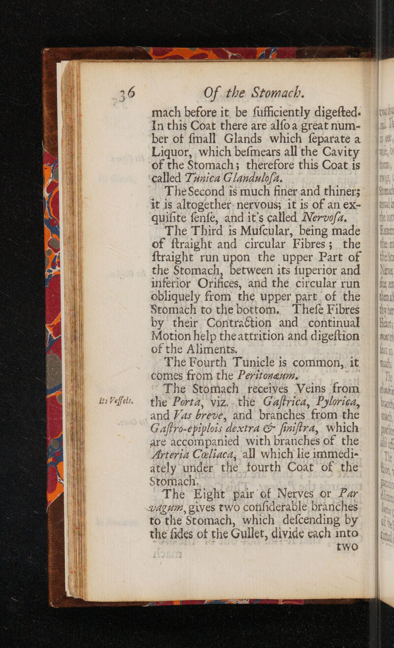 - a rece % Its Veffels, mach before it be fufficiently digefted. In this Coat there are alfoa great num- ber of {mall Glands which feparate a Liquor, which befmears all the Cavity of the Stomach; therefore this Coat ts called Tunica Glandulofa. TheSecond is much finer.and thiner; it is altogether: nervous; it is of an ex- quifite fenfe, and it’s called Nervofa. ‘The Third is Mufcular, being made of ftraight and circular Fibres; the ftraight run upon the upper Part of the Stomach, between its fuperior and inferior Orifices, and the circular run obliquely from the upper part. of the Stomach to the bottom. Thefe Fibres by their Contraction and continual Motion help theattrition and digeftion of the Aliments. The Fourth Tunicle is common, .it comes from the Peritozeum. The Stomach receives Veins from the Porta, viz..the Gaftrica, Pyloriea, and Vas breve, and branches from the Gaftro-epiplois dextra &amp; finiftra, which are accompanied with branches of the Arteria Coliaca; all which lie immedi- ately under the fourth Coat of the Stomach. ~The Eight pair of Nerves or Par to the Stomach, which defcending by the fides of the Gullet, divide each into sug ips . 3: two