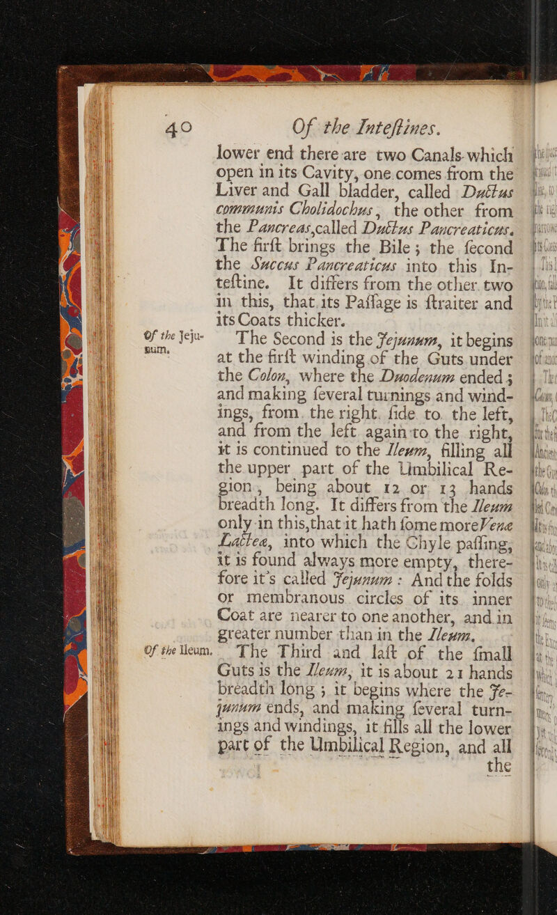 Of the Jeju- mths Of the Ueum, Of the Inteftines. lower end there-are two Canals-which open in its Cavity, one. comes trom the Liver and Gall bladder, called Dyttus communis Cholidochus, the other from the Pancreas,called Duttus Pancreaticus. the Sxccus Pancreaticus into this In- teftine. It differs from the other. two in this, that.its Paflage is ftraiter and its Coats thicker. The Second is the Fejanum, it begins at the firft winding of the Guts.under the Colon, where the Duodenum ended ; and making feveral turnings and wind- ings, from, the right. fide. to. the left, and from the left. again to the right, it is continued to the J/evm, filling all the upper part of the Limbilical Re- gion, being about 12. or 13 hands breadth long. It differs from the eum only-in this,that it hath fome moreVene Lattea, into which the Chyle paffing, it is found always more empty, there- fore it’s called Fejxnum: And the folds Or membranous. circles of its inner Coat are nearer to one another, and in greater number than in the Zlewm, The Third and laf of the {mall Guts is the Wewm, it is about 21 hands breadth long ; it begins where the fe- junum ends, and making {everal turn- ings and windings, it fills all rhe lower part of the Umbilical Region, and a the