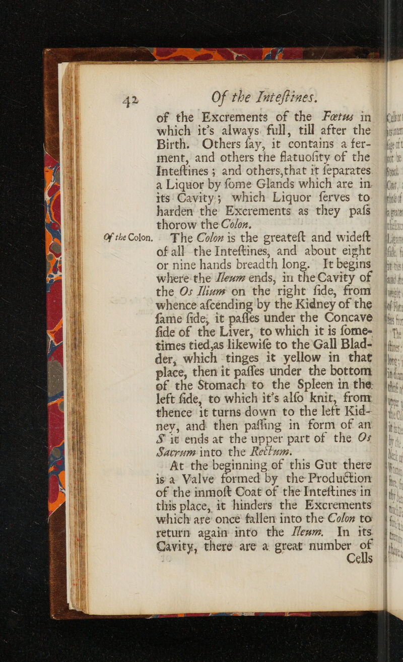 of the Excrements of the Fetus in which it’s always. full, till after the Birth. Others fay, it contains a fer- ment, and others the flatuofity of the Inteftines and others,that it feparates a Liquor by fome Glands which are in. its: Cavity; which Liquor ferves to harden the Excrements as they pafs thorow the Coloz. The Colon is the greateft and wideft of all the Inteftines, and about eight or nine hands breadth long. It begins where-the eum ends, in the Cavity of the Os Ilium on the right fide, from whence afcending by the Kidney of the fame fide; it pafles under the Concave fide of the Liver, to which it is fome- times tied,as likewife to the Gall Blad- der, which ‘tinges it yellow in that place, then it paffes under the bottom of the Stomach to the Spleen in the: left fide, to which it’s alfo knit, frony thence it turns down to the left Kid- ney, and then pafling in form of an Sit ends at the upper part of the Os Sacrum into the Rettum. At the beginning of this Gut there is a Valve formed by the Produttion of the inmoft Coat of the Inteftines in this place, it hinders the Excrements which are once fallen into the Colon to return again into the J/ewm. In its Cavity, there are a great number of 7 Cells