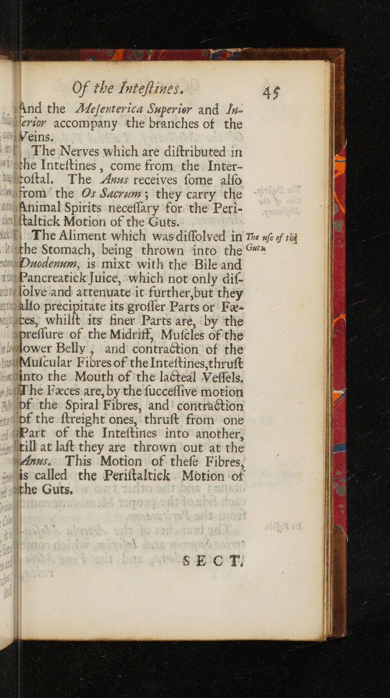 Beeb) faoh acanman 6 aan Of the Lnteftines. _vAnd the Adefenterica Superior and In- lergor accompany the branches of the Witt Veins. ‘), The Nerves which are diftributed in vethe Inteftines , come from the Inter- i Ptoftal. The -Avzus receives fome alfo Wixfrom the Os Sacrum; they carry the li@Animal Spirits neceffary for. the Peri- uti ftaltick Motion of the Guts. Wil) “The Aliment which wasdiffolved in The wf of the In@the Stomach, being thrown ‘into the &amp;* I) nti odenum,. is mixt: with the Bile-and i} (iaPancreatick Juice, which not only dif- lolve and attenuate it further,but they i@lal{o precipitate its grofler Parts or Fa wlepes, whillt its finer Parts are, ‘by the -Spreffure of the Midriff, Mufcles of the — Belly , and contraétion of the \i#@Muitcular Fibres of the Inteftines,thruft 4nto the Mouth of ‘the laéteal Veflels. wld he Feeces are, by the fuccéflive motion ni) pf the Spiral Fibres, and’ contraétion pf the ftreight ones, thruft from one Part of the Inteftines into another, ja Util at laft they are thrown out at the W4nus. This Motion of thefe Fibres, os called the Periftaltick Motion ‘ot ithe Guts. | = SECT,