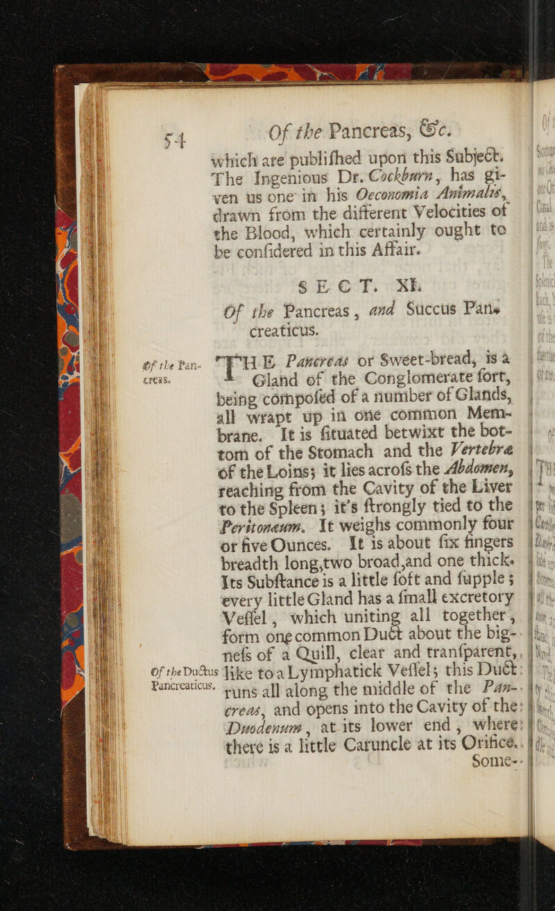 WwW ry The drawn from the different Velocities of the Blood, which certainly ought to be confidered in this Affair. § FE ©:T. <xkk Of the Pancreas, and Succus Pans creaticus. Of the Pan- TH E. Pancreas or Sweet-bread, is a creas. - Gland of the Conglomerate fort, being compofed of a number of Glands, all wrapt up in one common Mem- brane. Itis fituated betwixt the bot- tom of the Stomach and the Vertebre of the Loins; it lies acrofs the Abdomen, reaching from the Cavity of the Liver to the Spleen; it’s ftrongly tied to the Peritoneum. Xt weighs commonly four or fiveOunces. It is about fix fingers breadth long,two broad,and one thick: Its Subftance is a little foft and fupple every little Gland has a fmall excretory Veflel , which uniting all together, form ong common Duét about the big- > Pancreaticus. runs all along the middle of the Pan- Duodenum , at its lower end, where there is a little Caruncle at its Oritice.
