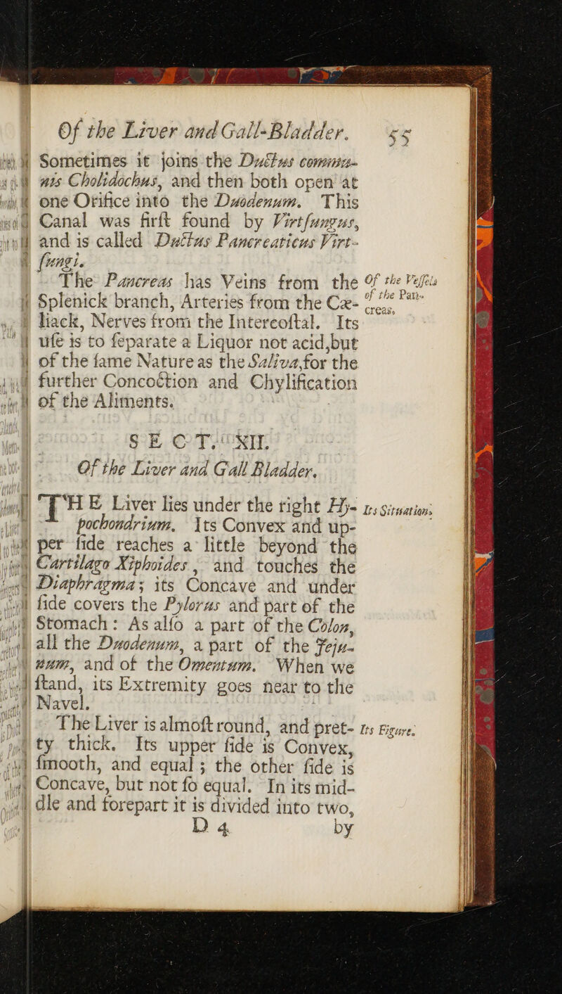 BRA By SA el Of the Liver and Gall-Bladder. i) Sometimes it joins the Ductys comisu- ail ws Cholidochus, and then both open’ at iw &amp; one Orifice into the Dusdenum. This Canal was firft found by Virtfunzus, and is called Duttus Pancreaticus Virt- fungi. aa The Pancreas has Veins from the &amp; tH Pes i Splenick branch, Arteries from the Cx- 72° “*” liack, Nerves from the Intereoftal. Its ufe is to feparate a Liquor not acid,but of the fame Natureas the Sz/iva,for the | | further Concoétion and Chylification i} of the Aliments. > SE © T)'XE Of the Liver and G all Bladder, rm || T ‘HE Liver lies under the right Ay- 2; sirwation: , pochondrium. Its Convex and up- ; wll per fide reaches a little beyond the | Cartilago Xiphoides , and touches the es Diaphragma; its Concave and under will fide covers the Pyloras and part of the jl Stomach: As alfo a part of the Colon, ite all the Duodenum, apart of the Fejx- jy) #am, and of the Omentum. When we wa\{tand, its Extremity goes near to the if Navel, ni). The Liver is almoft round, and prete ts Figure: (ty thick. Its upper fide is Convex, «wi {mooth, and equal; the other fide is ‘¢) Concave, but not fo equal. In its mid- | dle and forepart it is divided into two, | D 4 by i