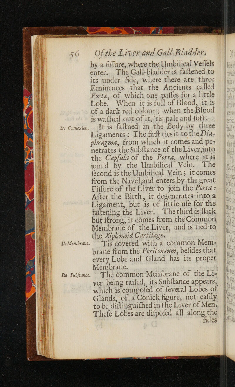tis CoMmENTOR. Its Membrane. Tis Subftance, Of the Liver and Gall Bladder. by a fiffure, where the Umbilical Vefiels enter. The Gall-bladder is faftened to its under fide, where there are three Eminences that the Ancients called Porte, of which one paffes for a little Lobe. When it is full of Blood, it.1s of a dark red colour; when theBlood is wafhed out of it, tis pale.and fott. It is faftned in the Bedy by three Ligaments: The firft tiesit to the Dia- phragma, from which it comes and pe- netrates the Subftance of the Liver,into the Capfula of the Porta, where it 1s joind by the Umbilical Vein. The {econd is the Umbilical Vein ; it comes from the Navel,and enters by.the great Fifflure of the Liver to join the Porta: After the Birth, it degenerates into a Ligament, but is of little ufe for the fattening the Liver.. The thirdas flack but ftrong, it comes from the Common Membrane of the Liver, and is tied‘to the Xiphonoid Cartilage. Tis covered. with a common Mem- brane from the Peritoneum, befides that every Lobe and Gland has its proper Membrane. The Common Membrane of the Li- ver being raifed, its Subftance appears, which is compofed of feveral Lobes of Glands, of a Conick figure, not eafily to be diftinguifhed in the Liver of Men. Thefe Lobes are difpofed all ney 11a.es