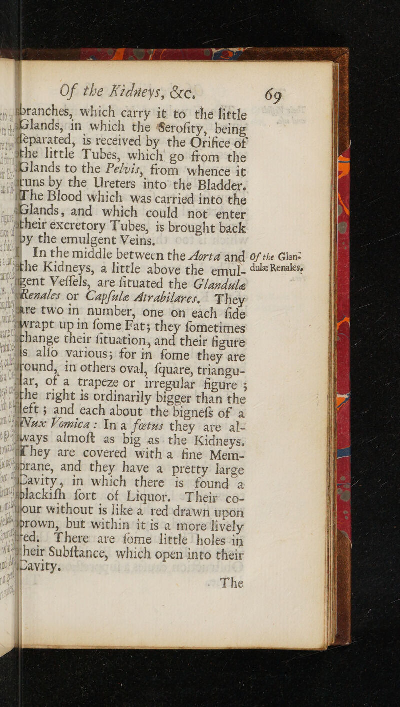 branches, which carry it to the little Glands, in which the Serofity, being .@eparated, is received by the Orifice of i..aehe little Tubes, which' go from the joaelands to the Pelvis, from whence it _,atuns by the Ureters into the Bladder. ihe Blood which was carried into the MGlands, and which could not enter itheir excretory Tubes, is brought back ' py the emulgent Veins. } Inthe middle between the Aorta and of the Glan: “ithe Kidneys, a little above the emul. 4 Renales. ““figent Veflels, are fituated the Glandule Wenales or Capfule Atrabilares, They “@are twoin number, one on each fide _ rapt up in fome Fat; they fometimes “ Sthange their fituation, and their figure ts alfo various; for in fome they are “around, in others oval, {quare, triangu- dar, of a trapeze or regular figure 3 the right is ordinarily bigger than the Heft ; and each about the bignefs of a “Wax Vomica: Ina fetus they are al- » aways almoft as big as the Kidneys. WW hey are covered witha fine Mem- W'gorane, and they have a pretty large “iPavity, in which there is found a i @plackifh fort of Liquor. Their co- four without ts like a red drawn upon *Yrown, but within it is a more lively wed. There are fome little holes in sheir Subftance, which open into their wh Gavity.