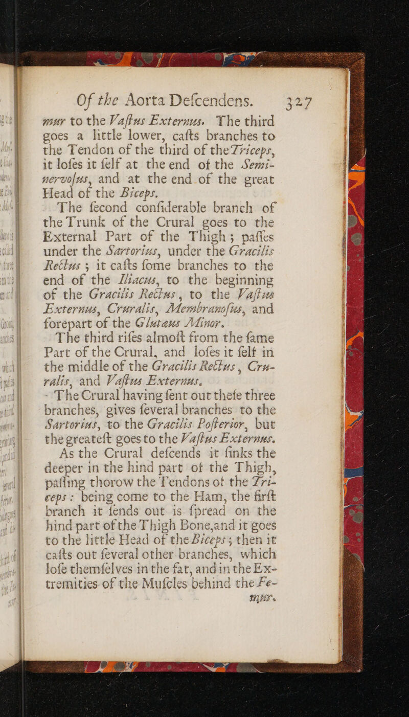 on Vaftus Externus. The third little lower, cafts branches to iden sche third of the Zriceps, it felf at theend of the Semi- and aie the end of the great 4 1 nei an a Head of the Biceps. The fecond confiderable branch of the Trunk Ned thei Crural goes to the External Part of the Thigh}; paffes under the Sar orius, under the Gracilis Rettus 5 it cafts fome branches to the C end of shige Bhidhs to of the Gracits Rectus , Externus, Cruralis, Membr ‘anofius, and forepart of the. Glnans Ahinor. The third rifes almoit from the fame art of the Civil nd lofes it felf in the mi iddle of the Gracilis Rettus , Cru- 1 } a ne beginning to the Vajius ralis, and Vaftus Externus. 7 TheCrura I having fent out thefe three branches, gives feveral bra anches to the Sar LOris, to the Gracilis Pofterior, but the greatett goes to the Vaftus Exte rns. As the Crural defcends : finl <s the ot eeper in the hind par 5a palling thorow the f : being come to it fends out Of th eBiees eps - A | - branches, which fat, tony we ni the Ex- kad i