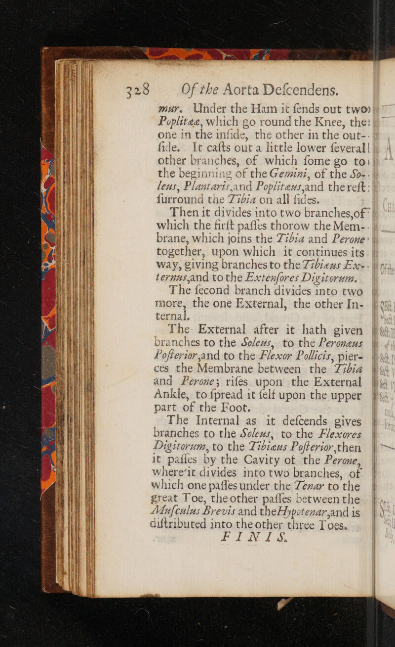 ih im 3 Sy LLUL Of the Aorta Defcendens. Mur. Poplitee, which go round the Knee, the: one in the infide, the other in the out- fide. It cafts out a little lower feveral | rr bran iehes, of which fome go to» he beginning of the Gemini, of the So-. Sacas Plantarts,and Popliteus, and the reft: furround the Tibia on all fides. Then it div % é brane, which joins the 74:4 and Perone together, upon which it continues sits way, giving branches to the Zibieus E ternusand to the Extenfores Digitorwm, The fecond branch divides into two man the one External, the other In- ernal. The External after it hath given branches to the Soleus, to the Peroneus Pofterior,and to the Flexor Pollicis, pier= ces the Membrane between the Tibia and Perone; rifes upon the External Ankle, to {pread it felf upon the upper part of the Foot. The Internal as it defcends. gives branches to the Soleus, to the Flexores Digitorum, to the Tibicus Pofterior then it pafies by the Cavity of the Perone, where‘it divides into two branches, of which one pafles under the Tezar to the great Toe, the other pafles between the Mufculus Brevis and theH: Dpotenar, and is dutributed into the other three Toes.. FINIS.