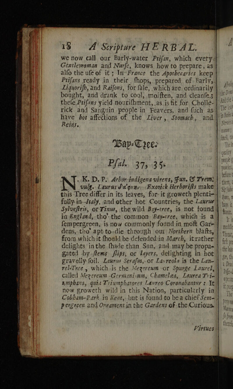 we now call our Barly-water Prifan, which every Gentlewoman and Nurfe, knows how to prepare, as alfo the ufe of it; In-~France the Apothecarics keep Ptifans ready in their. fhops, prepared. of -Barlys. Liquorifh, and Raifons, for fale, which are. ordinarily | bought, and drank to cool, moiften, and cleanfe.s thefe Ptifans yield nourifhment, _as js fit for Cholle- rick and Sanguin people in Feavers, and fuch as have hot affections of the Liver, Stomach, and Reins, Pfal. 375 35% : _K. DP. Arbor-indigenavirens, Fun. Trem: Ni ovuls.. Laurus S a'gvar:Exorick Herborifts make this Tree differ in its leaves, for: it groweth plenti=-: fully: in--/taly, and ether hot Countries, the Laurus in Englaad,-tho’ the common Bayetvee, which is a fempergreen, is now commonly found in moft Gare dens, tho’ apt to-die through our Northern blafts, from which it fhould be defendedsin March, itrather delights inthe fhade than Sun, and may be propae gated by-flems flips, or layers, delighting in hot gravelly foil. Laurus Serafus,.or Laxreula is the Lan- rel-Tree , whichis the Megereum-or Spurge Laurel, Called Mezereum .Gernianionm, Chamelaa, Laurea Tri- auphans, ques Tiiumpbatores Laureo Coronabantur : Xt now groweth wild in this Nation, particularly in Cobbam-Park 1a Kent, but is found to bea chief Sem-, pergreen and Oraament in the Gardens of the-Curious