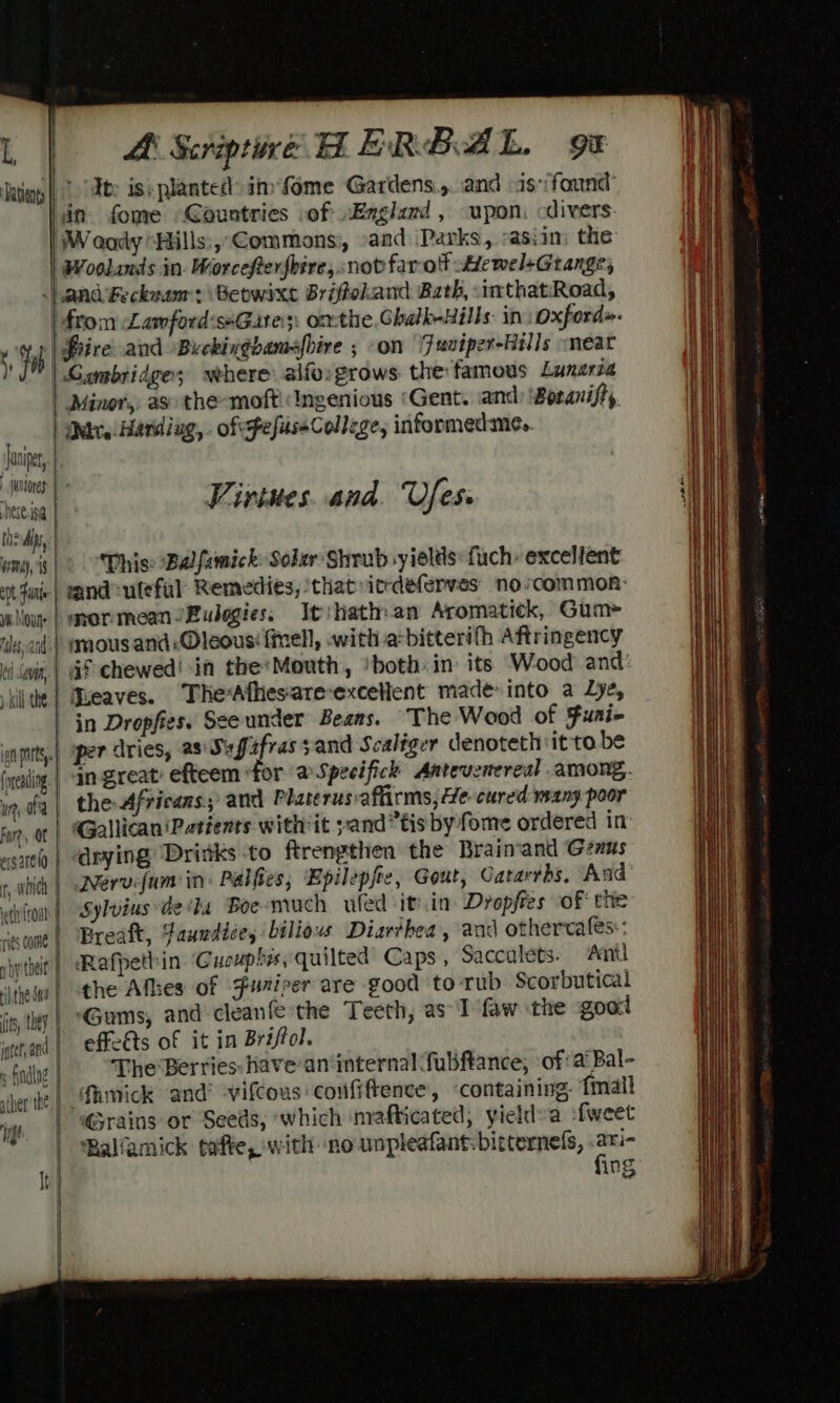 It: is: planted im fome Gardens.,. and as found’ dn fome Gountries of Eagland , upon. cdivers- Weody Hills:, Commons: -and ‘Parks, -asiim. the “Woolands in. Worcefterfbire,. nov far-off -Aremel+Grange, .).and'Fecknem: Beowixt Briffohand Bath, -inthatRoad, | from Lawford:ssGire;: omthe Chalk-Hills: in oxford». , Hh Prive and Brckingbamafbire ; on ‘Juatper-Rells “neat | Gambridge; wehere alfo: grows the famous Lunsria atin Minor, as the-mofti Ingenious ‘Gent. and Boranifts, Janie, sunones ee ‘ertsa | Vivines. and. Ufess thedi, may, 19 This: Balfamick: Solar Shrub yields fuch» excellent ot fue) eand-ulefal Remedies, that itrdeferves no common: wlloue | enormean/Eulegies; Itihath: an Aromatick, Gum- ils, aid:) mous and :«Oleous: fmel], with abitterifh Aftringency 3 chewed! in the:Mouth, ‘both in its Wood and ed Savin. )xil the Queaves. The*Afhesarerexcellent made into a Lye, in Dropfies. Seeunder Beans. ‘The Wood of Funi- nity.) sper dries, as Sufafras sand Scaliger denoteth it to.be (nealing. | an Zreat efteem ‘for aSpecifick Antevenereal among. wig | the Africans, and Phaterus:aftirms, He- cured many poor Fare, at | GallicanPetients withit sand” tis by fome ordered in sae | eying Drinks to ftrengthen the Braimand Genus + nhih | Nervefamin Palfies; Epilepfe, Gout, Catarrbs. Aud et iron | -Sylvius de ida Boe-much wled it’.in Dropfres of the ‘escne | Breaft, Fanudice, bilious Diarthea, and othervafes:: bythe | Rafpettin Guouphis, quilted’ Caps, Sacculets. Anu the Afes of furiper are good to-rub Scorbutical ithe int fis, tty | “Gums, and cleanfe the Teeth, as I faw the good igenand | effets of it in Briftol. fue). “The*Berries:have-an internal fubftance, ofa Bal- i i) fii) i mY damick and’ -vifcous confiftence, ‘containing, fmall ‘Grains or Seeds, ‘which mafticated, yieldva fweet ‘RBaliamick tafte, with no unpleafant: bitternels, ari- fing