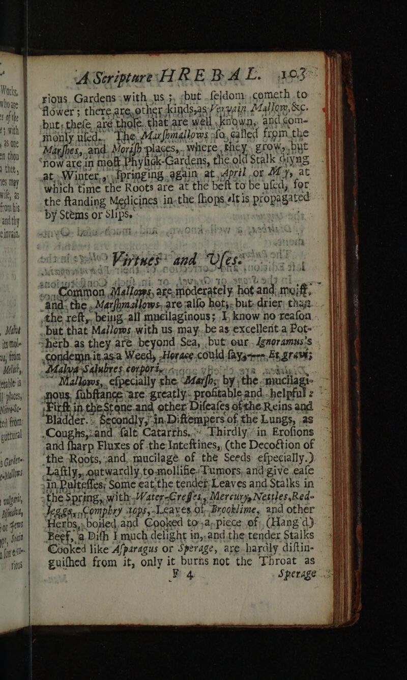 from his, andthy e inva, its hole Ul, from Meluh, etable: 8 | places, NetrsSte ed {tO guttural 5 Gutltte ong Bind sor fem ps fore rious rious. Gardens -withus ;, but _feldom, cometh to flower ; there are, other -kinds,as/ exaust Mallow, &amp;¢- but; thefe aré rhole. chat are well known, and.gom- monly uled.. The A4ucfhmgllows -fo., called fromthe Marfhes, and. Morifb places... where , they. grow, byt ‘now are in moa Phyligk-Gardens, the.old Stalk ciyng at..W inter.» \{pringing again at, .dpril or My, at which time the Roots are at the belt to be uled, for the ftanding Medicines in, the fhops elt is propagated by Stems or Slips» ; &gt; a? 8 oem sale? Parnes? and Ufese the reft,, being all muecilaginous; I, know no reafon. but that Mal/ows. with us. may:.be as-excellent.a Pot- cherb_as they are. beyond Sea, but: our. dgaoramus:s condemn. itas'a Weed, “Horace.could faysrren, Et. grany; Malyasalubres corporty: dalnic oe ~~ Mallows,. efpecially che. Maifhs by ’ the Spucilagi- S + nous; fabfrance : -and. help Fitft in.theStene.and other Difeafes ofthe Reins and Bladder. . Secondly,”-in Diftempers of the Lungs, .as Coughs,2and {alt Catarrhs,.° Fhirdly,“ in. Erofions and fharp Fluxes of the Inteftines, (the Decoétion of ‘the Roots, and, mucilagé of thé Seeds efpecially.). Lafily,, outwardly, to.mollifie: Tumors, and:give eafe the Spring, with.Water-Crefes.. Mercury, Nestles,Red- eggs, Compbry -tops,-Lcaves ol Brooklime, and other ‘Herbs, boiled. and Cooked to-.a,piece of, (Hang d) Beef, a Dith | much delight in,.and the tender Stalks Cooked like A/paragus or Sperage, are-haraly diftin- guifhed from it, only i burns not the Throat as