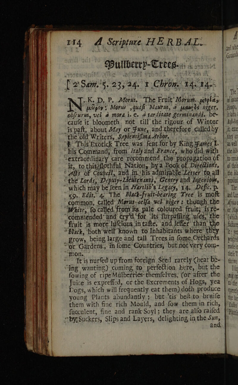 Bullberry-Crees-s Nise P, Morus. The Fruit’ Morum...eeoplas oN fea poy Morus 5 4quapt Maurus, a peau ds niger, obfcurus, vel @ mora.i. €. 4 tarditate germinandi. be caufe it bloometh. not till thé rigour of Winter js paft, about Afzy or Fue, and.therefore calledby tlie ‘ld’ Writers, Sapientifima Arbor, “tr — This'Exotick Tree was fent-for by King fames I. his Command, from /raly and France, who did. with ‘extraotdinary care recommend. the: propagation of it, to thi§‘flothful, Nation, bya Book of Diredions, Was OF Council, and ininis admirable Lerser to, all “the Lords, Depity-Lieutenants, Gentry and Ingenious, which may be feen in Martlit’s Legacy,'14. Defic.'p. 50., Edit. 4. The Black-fruit-bearing Tree is moft common, Called: Merus-celfa. vel niger :. though the “White, {0 catled. from its pale coloured fruit;’ is re- “comniended’ and: try't,“for. ‘its furpaffing. ‘ules,’ the fruit is more lifcious in tafte, ‘and lefler’ than’ th ‘Black, both'well’ known to Inhabitants where’ they grow, being large and tall. Trees.in fome,Orchards ~'or Gardens. in fome’ Countries, but not very com- mon. Tt is nurfed up from foreign Seed rarely &lt;heat b2- “ing wanting) coming to perfection here, but the Juice is expreffed, or the Excrements of Hogs, yea Dogs, which will frequently eat them) doth produce young Plants abundantly ;. but.’tis’ belt.to -bruife them with fine rich Mould, and fow them in rich, fucculent, fine and rank Soyl; they.are alfo raifed vy; Suckers, Slipsand Layers, delighting in the Suz, al The. of ical Hoop, itlatts It; exse they ar a5 vel the Sill of theit the bls The and Lus Quent] the lar Ladle Plants