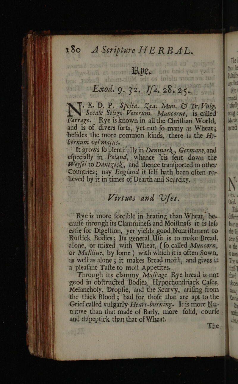 Ape. Exod. 9.32, Ifa. 28.25. N: K. D. P. Spelta. Zea... Mun.&lt;95 Tr:Vale. : Secale Silizo. Veterum. Muncorne, is. called Farrago. Rye 1s known in all the Chriftian World, and is of divers forts, yet not fo:many as Wheat; befides the more common. kinds, ‘there is the-Hy- Sernum vel majus.. It grows fo plentifully in. Denmark, Germany,and efpecially in’ Poland, whence tis fent down the Weyfel to Dantzick, and thence tran{ported to other lieved by it in times of Dearth and Scarcity. Virtues and Ufes. Rye is more forciblé in heating than Wheat, be- caufe through its Clamminefs and Moiftnefs it is lefs eafie for Digeftion, yet yields good, Nourifhment to Ruftick. Bodies; Its general. Ufe is to make Bread, alone, or mixed with Wheat, ¢ fo. called Muncorn, or Mafiline, by fome ) with which itis often Sown, as wellas alone ; it makes Bread moift, and gives it a pleafant Tafte to moft Appetites... Fhrough its clammy, Mu/ilage Rye bread.is-not good in obftructed Bodies, Hypochondriack Cafes, Melancholy, Dropfie, and the Scurvy, arifing from the thick Blood ; bad for, thofe that are apt-to the Grief called vulgarly- Heart-burning. Itis more Nu- and difpeptick than that of Wheat. | The