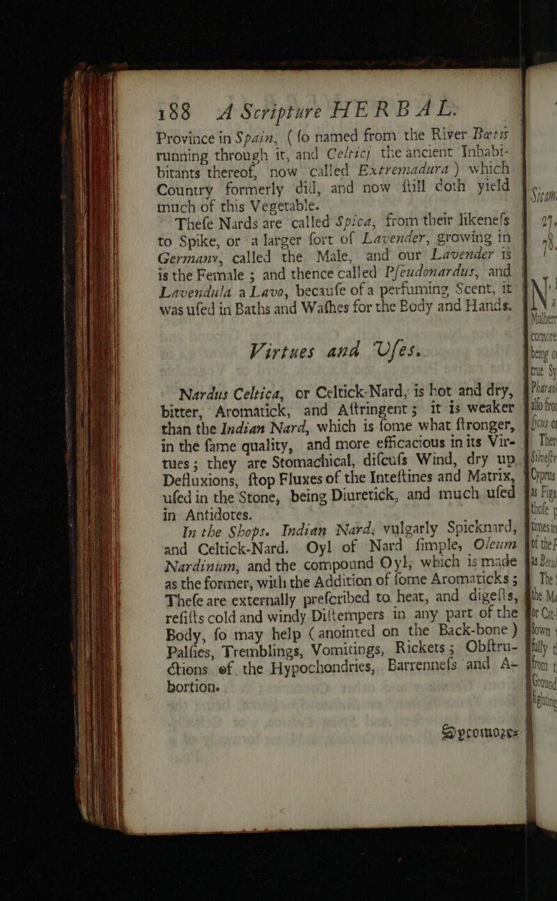 Province in Spain, (fo named from the River Bers running throngh it, and Ce/ricy the ancient Tnhabr- bitants thereof, now called Extremadura ) which Country formerly did, and now full coth yield much of this Vegetable. Thefe Nards are called Spica, from their likenefs to Spike, or a larger fort of Lavender, growing in Germany, called the Male, and our Lavender 1s is the Female ; and thence called Pfeudonardus, and Lavendula a Lavo, becaufe of a perfuming Scent, it was ufed in Baths and Wafhes for the Body and Hands. Virtues and Ufes.. Nardus Celtica, or Celtick-Nard, is hot and dry, bitter, Aromatick, and Attringent; it is weaker than the Indian Nard, which is fome what ftronger, in the fame quality, and more efficacious in its Vir- tues ; they are Stomachical, difcufs Wind, dry up Defluxions, ftop Fluxes of the Inteftines and Matrix, ufed in the Stone, being Diuretick, and much ufed in Antidotes. Nardinion, and the compound Oy}, which is made Thefe are externally prefcribed to. heat, and digelts, refifts cold and windy Diftempers in any part of th étions ef the Hypochondries, Barrennefs and A- bortion. . S vcomozes true Sy Ther 45 Figs times in Ot the F The | the Mg Aw OWN . 0 fom
