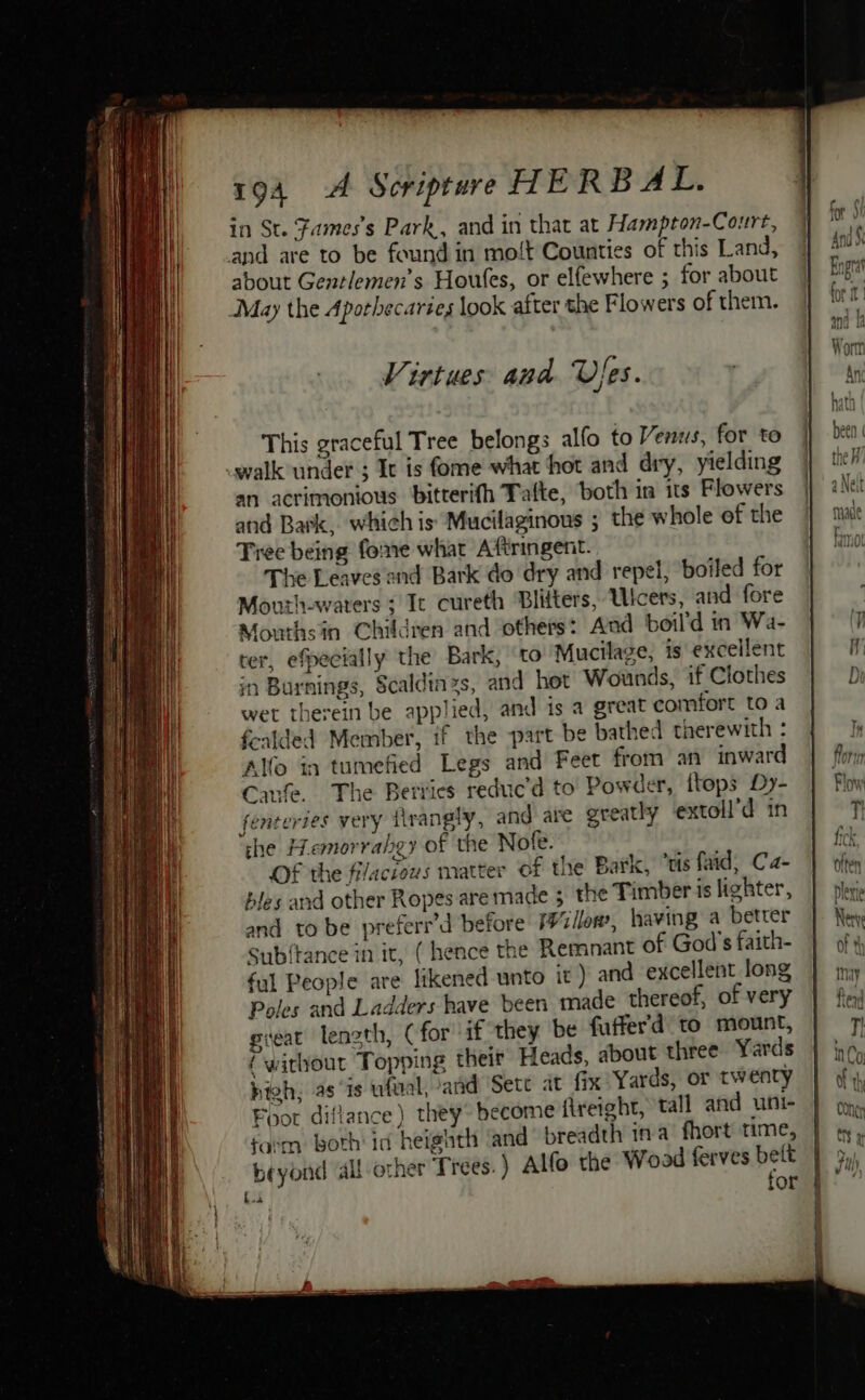 in St. Fames’s Park, and in that at Hampton-Court, and are to be found in moft Counties of this Land, about Gentlemen’s Houles, or elfewhere ; for about May the Apothecaries look after the Flowers of them. Virtues and Vyes. This graceful Tree belongs alfo to Venus, for to walk under ; It is fome what hot and dry, yielding an acrimonious bitterifh Tafte, both in its Flowers and Bark, which is Mucilaginous ; the whole of the Tree being fome what Aftringent. The Leaves and Bark do dry and repel, ‘boiled for Mouth-waters ; Ic cureth Blitters, Ulcers, and fore Mouthsin Children and others: Aad boil'd in Wa- ter, efpecially the Bark, ‘to Mucilage, is excellent in Burnings, Scaldiazs, and hot Wounds, if Clothes wet therein be applied, and is a great comfort to a fealded Member, if the part be bathed therewith : Alfo in tumefied Legs and’ Feet from an inward | form Caufe. The Berries reduc’d to’ Powder, ftops Dy- | Fo fenteries very tivangly, and ar greatly ‘extoll’d in Tl the Hemorralgy of the Nofe. fick OF the filacious matter of the Bark, “tis faid; Ca- | ofey bles and other Ropes are made ; the Timber islighter, | ple and to be preferr’d before Wien, having a betrer |. Ney Sub{tance in it, (hence the Remnant of God's faith- |} of ful People are likened unto it ) and excellent long | iny Poles and Ladders have been made thereof, of very | fey] gieat length, (for ‘if they be fuffer'd to mount, T! {without Topping their Heads, about three Yards | ing high, as ‘is ufwal, and Sete at fix Yards, or twenty | of 4, Foor diflance) they: become flreight, tall and une | op, fasm: both id heighth ‘and’ breadth ina fhort time, | ty, beyond all other Trees. ) Alfo the Woad ferves oe Fuh bs orf