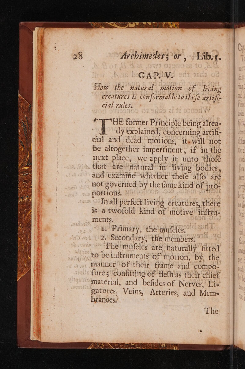 SE OIE KOO a ge re ae eee Archimetles sor , -’ Lab, f. CAP. Y. | How ‘the natural ‘motion of living 4s ~ ereatures is conformable to thefe artifie | cial rules, h 7 “HE former Princi ple being alrea- H dy explained, concerning artifi- cial and dead motions, its will not be altogether impertinent, if in the next place, we apply it unto ‘thofe that are’ “natural in “living bodies, | and examine whether thefe alfo are eae not goveriied by the fame kind of pro- : . portions. say In all perfect living creatures, there is a twofold kind of motive’ inftru- ments. fhe i. Primary, the mutcles. 3 2. Secondary, the members) ” | Phe mufcles aré ‘naturally ‘ftted — | to beinftruments*of motion, by, the | manner ‘of their frame and compo- fures ‘confilting of fleth'as thetr chief material, and befides of Nerves,’ [is gatures, Veins, Arteries, and Memes brandes,’ The