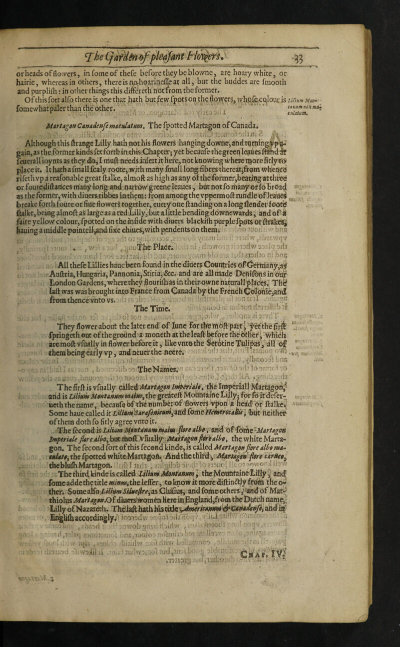 Tke (jifdin ofplsafant floT^i, ?3 or heads of flowers, infoincof thefe before they be blowne, arc hoary white, or hairic, whereas in others, thereisr\ahoarineireat all, but the buddes are fraooth and purplifli: in other things this diffc'reth not froni the former. Of this fort alfo there is one that hath but few fpotson the flowers, whQiecolour is iMium fomewhat paler than the Other tarnmnonttiA* ciilatum. wv Mdrtagon Canade»fe micuJatutJi, The fpotted Martagon of Canada. Although this ftrangc Lilly hath not his flowers hanging downe, and timing yp i^ gain, as the former kinds fet forth ia this Chapter j yet becaufe thegreen leaues (fahd^ feuerallioynts as they do,! muft needs infertithere, not knowing where more fitly ¥<> place it. It hath a fmall fcaly roote, with many fmall long fibres thereatifrpm whenjed rifeth vp a rcafonable great ftalke, alraoft as high as any of the former,bearing atthi^ei or fourediftarices many long and; narrow grccne leaues, but not fo many or fo broad as the former, with diuersjibbcs in thpm; from among the vppermoft rundle of leauei breakc forth foure or fine floweri together, cuery one ftanding on a long {lender foot'd ftalke, being almoft as'large as a rcd'Lilly, but alittlc bending ddwncwards, and’Of^it faire yellow colour, fpotted on the infidc with diuers blackifh purple fpots Or ftrakcs^j tauing a middle pointeiljand fixe chiucSjWith pendents on them; To-’f/ck hnn 'hoi'k;.;, ... Vk'-ni; . 'rf^wqv i : .’'_ituThcPIacci .-dii-prii ' It r' ,.!j^*13ri3c :l F-t,; All thefe Lillies hauebcen found in the diuers Countries Of (jcfmahy,a^ Aufl:ria,Hungaria,Pannonia,Stiria, &c. and arc allmade Denifbnsinou? London Gardens, where they flourifti as in theirowne natural! placesr Thtf laft was was brought into France from Canada by the French Cbldnie,andi from thence vnto vs. '’•'■-i r-v ~ ... * u The Time. \ f . '*r ; :**! *^ They flower about the later- end' of lime foT the ttiOft part [ yef the firli fpringeth out oftheground a moncth atthcleafl: before the'other, which • aremoft vfually in flower before it, like vnto the Setotine Tiili^as ^all of '' ' them being early vp, andneuerthe necre, ' d’ ^ lam - vT: v)H -'.L: . -ib-v ThcNames;'’ r1 ' The firft is vfually c^ti MtirUgon lmpetUlt»tKe Imperiali Martagon,'*- and is Lilly; forfd it defer- -. * “ iicth the name', becaufe bf the number of flowers vpon a head’ or ftalke? - Some hauc called it L^UfiM'SArAfinieud;^.tA femeHemtrocAUu\ blit heithct^ of them doth fo fitly agree vnro ir. The feepnd is X//w»* MtMdnum maim fore alh, and'bf foifie Jmperiale but liofDrfUally: fldriialht the white Marta¬ gon. The fecond fort of this fecond kinds, is called Martagonflora alh ma^ ; tmiatdy the fpotted white,Mart.ago% Andthcthitit^Mdrf^^^ 'theblufh.Martagon. ' sFiI iErii', -.ib^ibb !'• b-v; ' The third kinde is called UHiim Mont'anum I the Mountaine Lilly j and - fomc addc the title the leffer, to know it more diftindjy ffoin the o» ther. Someaifos4i/iii<w^/iibtf/?re^as Chlfiutji and fomc others ,'-^nd of Mat-^ thiolus Mart agon,Qi diuersiwomen Herein England,from the Dutch name,; Lilly ofNaajHcch. Thcilafthath his ^JCjtnddtnftt and H EngUfhaccordingly,r'’*obio£r;v ••f; •''n.. * ■p- , ./.Mi •; ■d>irr-:' ^ v . '. /luiPP'P brr'-• •' ■u dbii-w h- d ■ i'll Chap# IV2