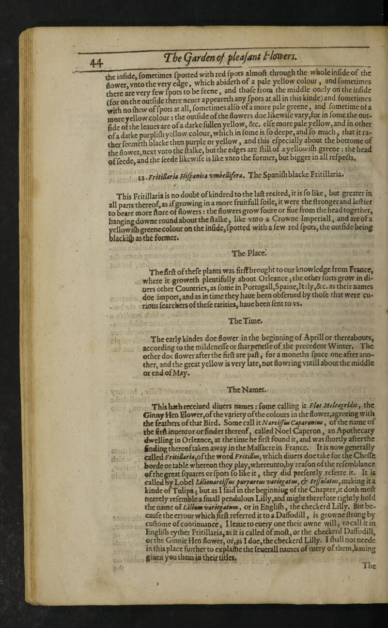 The garden of fleajant Haters. ~ »■ ~^~~** ■■ ■ ■ ■ ~ I ■ I !■■ W ■ Sc iofide, fometimes fpottcd with red fpots almoft through the whole infide of the aoWcr,vnto the very edge, whichabidethof a pale yellow co our, and fometimes there arc very few fpots to be feenc, and thofefrora the middle onelyohtheinfide (for on the ou’-fide there neuer appearcth any fpots at all in this kinde) and fometimes with no {hew of fpots at all, fometimes alfo ofa more pale greene, and fometime of a more yellow cMour; the outfidc of the flowers doe likewife vary,for in fome the out- fide of the Icauciare of a darke fullcn yellow, &c. clfe more pale yellow, and in other of a darke purplifli yellow colour, which in fome is fo deepe, and fo much, that it ra¬ ther feemethblacke then purple or yellow, and this efpecially about thebottomeof thcflower,iiextvntothe{lalke,butthe edges are ftillof ayellowifh greene: thi head of feede, and the feedc likewife is like vnto the former, but bigger m all refpe^s. • 'XLFritiidrU vmlfeUifera. The Spanifliblacke Fritillaria. This Fritillaria is no doubt of kindred to the laft rcGited,it is fo like, but greater in all partsthercof,as if growing in a more fruitfull foile, it were the ftronger and luftier to beare more ftore of flowers: the flowers grow foure or flue from the head together, hanging downe round about the ftalke, like vnto a Crowne Imperiall, and are of a ycllowifli grccnccolour on the ittfide,fpotted with a few red fpots, the outfide being blacki^ as the former* The Placei The firft of thefc plants was firlf brought to our knowledge from France, , where it groweth plentifully about Orleance; the other forts grow in di¬ ners other Countries, as fome in Portugall,Spaine,It jly,&c. as their names P doc import, and as in time they hauc been obferued by thofe that were cu- . riousfearchersofthefe rarities, haue been fenc to vs. r The Time. r -i~ The early kindcs doe flower in the beginning of Aprill or thereabouts, according to the mildcnclTeor iharp^fieile of.the precedent Winter. The other doc flower after the firft arc baft^' fora moneths fpace one after ano¬ ther, and the great yellow is very late, not flowring vntill about the middle or end of May, The Names. * I I * • . This hath receiued diuers names: fome calling it the Girniy Hen Flower,of the variety of the colours in the flower,agreeing with the feathers of that Bird» Some call \x.NarciJfmCAfironiu4, of the name of - the flrdinuentor or^ndcr thereof, called Noel Caperon, an Apothecary dwelling in Orlcancc, at the time he firft found it, and was Ihortly afeerthe finding thereoftaken away in the MalTacrein France. It is now generally ^ V ^ledF/i//iZ<*«a,ofthe word TritiEuSy which diuers doetakc for the ChclTc I borde or tablc.whcrcon they play,whcreunto,by reafon of the refemblancc •:} ■ of the great fquarcs or fpots fo like it, they did prefently referre it. It is called by Lobcl UlitMrcifftu furpurtm vsriegatWy dr making it a Icindc of Tulipa 5 but as I (aid in the beginning of the Chapter,it doth raoft hccrcly refcmblcaimall pendulous Lilly,and might therefore rightly hold the name of Lilhm Hriegdittm, or in Englilh, the checkerd Lilly, But bc- ' caufc the errour which firft referred it to a Daffodill, is growneftrong by cuftome of continuance,' Ilcauctocuery onctheirowne \yill, tocallitia EngUfti eythcr Fritillaria,as it is called of moft, or the checkerd Daffodill, 'or the Ginnie Hen flower, 6f,^s I doc, the checkerd Lilly* Iflialinotnecde in this place further to cxplaj^e the fcuciail names of cucry of them,hauing p . . giuen you thenvin their titles^ ' fr. f, - ‘j'jjg