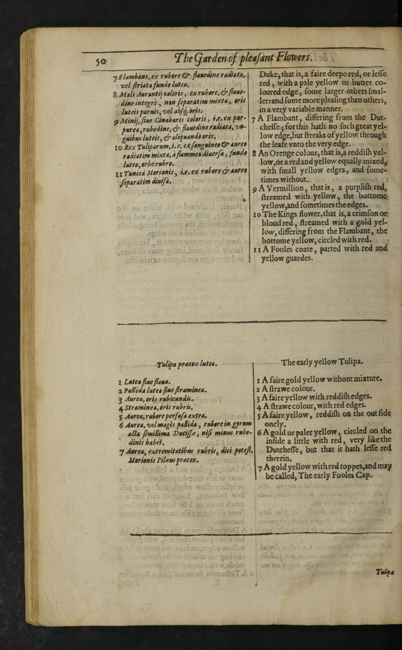 fl i.lli 4 -I 50, kiJantFhxvers. 7 FUmhms, ex ruhre &.^iine reiim, ' vel ftrUtA[undo ItiteoC ;i //, - 8 Mali Aurunti] solcrisy.ex ruhre, dineintcgrey ntn fepAratimtnixtA, prh luteisparmf^'velabf^Wu , i-Hj'jcu p 'MiffijfJiftff Cff>*bdris ipUris, 'i»(» tx fur- pure A, rube dine flauedinc fAMAtAf vn- ' guibHiluteis^&Alie[ttAndooris» if.;; 10 tie a Tdipdrttmy'Uf. edifAngtsineoO* d»re$ rddiAtim mixtA, dflAmmeAdmerfA ^fundo „ luteOyOrber»bro, j.jj ir\ >. h ; 1 i-. wTuniei Mtrioftis^ i,e,ex f»borexkA)trep -/epAfAtim dimfA. ■. , -kj ;' ^ \i ■ i. j*» <■ iiio ::!'J g_v;L.' -■ trV idva; ■ki J di.: Duke, that is, a faire deepe re4j Or lefle. . red 5. ^ith a pale yellow or butter co- ' loured edge 5 fome larger Others Iraal- - ler.*and fome more pleafing then others, • in a very variable.manner, u c! 7 A Flambant, differing from the Dut- , cheffc - forthis hath no fuch great yel¬ low edge,but ftreaks ofyellow through the leafe vnto the very edge, t • - , r ^ 8 An Orenge colour j that is,a reddifh yel¬ low,Or a redandycllow equally mixedy with fmall yellow edges, and fome- times without.' ^ ^ * P A Vermillion, that is, a purplifh red, ftreamed with yellow, the bottomC;. ycllow,and fometimes the edges. 10 The Kings flower,that is,a crimfon 01^ bloudred, ftreamed with a gold yel¬ low, differing from the Flambant, the bottomc yellow, circled with red. < IIAFooles coate, parted with red and yellow guardes. XxlipAprAOOxlutu, - 1 LuUa fiueflAMA. 2 PAUidA lute A fixeJlrAmineA, ^ JureAyOris rubieuftdu, ' 4. Str Amine Ay oris rubris, ^AureAyruboreperfufAextrA, 6 AureAy velmxgts pASidA, ruborein gyrum aPIa fimillimA Vuei^A, niji mitSHs rnbe-^ MnishAbet, . ./'nbv'l. 7 Anred^ extremitAtibm rubris^ Mei potejl, MorionisPiUttsprAeox, ^ v r . . . . '■ y ■r;' r ■■ . .? .• • • V/of ^ \ * .. Ay. ■: jr;;vi :■ 'i : - . . r '' : ■ ■. -fj; ' _ V ••'v-jjjud The early yellow Tulipa. IA faire gold yellow withont mixture. 2 Aftrawecolour. 3 A faire yellow with reddifh edges. 4 A ftrawe colour, with red edges. 5 A faire yellow, reddifh on the out fide onely. 5 A gold or paler yellow, circled on the inflde a little with red, very like the Dutcheffc, but that it hath leffe red therein. 7 A gold yellow with red toppcs,and may be called, The early Fooles Cap. If '.Ud; M. -.'T- TulipA ■J f