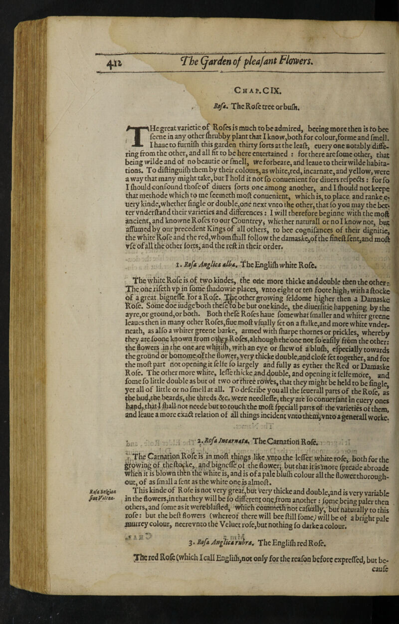 Chaj.CIX. ThcRofctrceorbuft. THc great varictie of Rofcs is ihuch to be admired, bccing more then is to bee fecnc in any other mrubby plant that I know,both for colourjformc and fmell. I hauc to furnifli this garden thirty forts at the leaft, cuery one notably diflTe- ring from the other, and all fit to be here entertained : for there arefomc other, that being wildc and of nobcautie or fmell, vyeforbcarc,arid Icauc to their wildc habita¬ tions. To diftinguilhthem by their colours, as whire,rcd, incarnate, and yellow, were a way that many might take, but I hold it not fo conuenient for diuers refpeds; for fb I (hould confound thofe of diuers forts one among another, and I Ihould not keepe that mcchode which to me feemeth moft conuenient, which is, to place and ranke ^ ucry kindc,whechcr fingle or double,one next vnto the other, that fo you may the ber* f ter vnderftand their varieties and differences: I will therefore beginne with the moft ancient, and knowncRofes to our Countreyj whether natural! or no I know nor, but^ „ affUmedby our precedent Kings of all others, to bee cognifanccs of their dignitie, } the white Rpfe and the red,whom iliall follow the damasJcc,of the fifleft fcnt,and moft vfc of all the other iorts^ and the reft in their order. I ’ - ^ - ... I. The Englilb white Rofc, the white Rofe is of two kindes,. the otic more thickc anddouble then the other r j The one rifeth vp in Tome (hadowie places, Vnto eight or ten footc high, with a ftockc \ of a great bigneflc Tor a Rofe., other growing feldorae higher then a Daraaskc Rofe. Some doe iudge both thclc to be but one kinde, the diuerfitie happening by the ayre,or ground,or both. Both thefe Rofes haucTomewhat fraaller and whiter grecnc leaues then in many other Rofcs,fiue moft vfually fet on a ftalkc,and more white vndcr- neath, as alfo a whiter grecnc barke, armed with fharpe thorncs or prickles, whereby they are foonc known from oftoRofes,although thebne not fo'cafily from the other; thcfiowcR .inthc onc.arewhgifi),with.ancyc or Ihewof ablufli, cfpecially towards the ground or bottome oTthe flawcr„ycry thickc double,and cbfc fet together, and for the moft part not opening it felfe fo largely and fully as eyther the Red or Damaske Rofe. The other more white, leffethfeke and double, and opening it felfe more and fome fo little double as but of two or three roMrs, that they might be held to be finele yet all of little or no fmell at all. To deferibe you all the feuerall parts of the Rofef as the hud,the beards, the threds &c. were ncedlcffe, they arc To conuerfanf In eucry ones hapdv that-J M not neede but to touch the moft fpeciall parts the varieties of them, and leauc a more exa^ relation of all things inciden; vnto thcirf,^vntoa gcnwil worke! 2^,RofaJttC4rt$4U, TheCamafiottRofe. > t ^he Carnatipn Roie is in moft things like,ynto the lefler white rofe, boibfor the growing of ,tl}e ftocke,. aud-bigneffe of the ftower- but that itis!more fpreade abroadc wHeh it is blown thk the white is, and is of a pale blufti colour all the flower thoroueh- out, of as fmall a fent as the white one is almoft. ° BeitftA This kinde of R ofe is not very grcat,but Very thicke and double,and is very variable JiBeyjtrM. ^ inthcflowers,inthatthey willbelodifferentoue/roraanother: fpme being paler then others, and fome as it werOblaftcd, which comifiethhot cafually,- biif naturally to this rofe: but the beft flowers (whereof there will bee ftill fome; will be of a bright pale murrey colour, necrevnto the Veluetrofe,but nothing fodarkca colour. ^ I EDgriih,not only for the reafon before cxprefTcd, but be- caufe