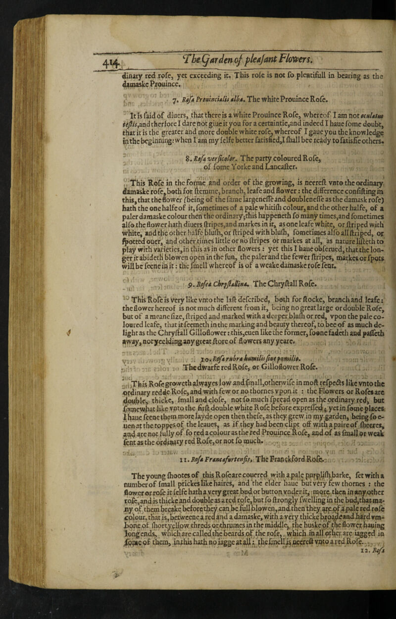 dinary red rofe, yet exceeding it» This roic is not fo pleatifull in bearing as the damaskcPxouincc, 7, Rfi/a Prmftchlis 4/^4. The white Prouince Rofe. It is faid of diners, that there is a white Prouince Rofc, whereof I am tiOtecuUtm therfore I dare not giucit you for a certaintie,and indeed I hauc fomc doubt, that it is the greater and more double white rofc, whereof I gaue you the knowledge in the beginning ; when I ana my {clfe better fatisfied,! lliall bee ready to fatisfic others. 8. The party coloured Rofc, of fomc Yorke and Lancaftcr* !^,This Rofc in the fornic and order of the growing, is neereft vnto the ordinary: damaske rofe, both for Acmme, branch, leafe and flower: the difference confifting m this, that theflower rbeing of the fame largenefTeand doublcncfTc as the damask rofe) hath the one halfc of it, fometimes of a pale whitifli colour, and the other halfe, of a paler daraaske colour then the ordinaryjthis happeneth fo many times,and fometimes alfo the flower hath diners (gripes,and markes in it, as one leafe white, or ftriped with white, and the other halfc blulh, or ftriped with blulh, fometimes alfo all ftriped, or ^ f^ottedouef, and other .times little or abftripes or naarkes at all, as nature li/leth to play with varieties,in this as in other flowers : yet this I hauc obferued, that the lon¬ ger it abidetb blowen open in the fun, the paler and the fewer ftripcs, markes or fpots will be fccne in it; the fmell whereof is of a weake daraaske rofc fenr. ' • P* Pofei The Chryftall Rofe* This Rofc IS very like vnto the lift deferibed, both for ftockc, branch and leafe: theflower hereof is not much diflferent from it, being no great large or double Rofe, but of a meancfize,ftriped and marked with a deeper blu^ or rc^ vpon the pale co¬ loured leafe, that it feemeth in the marking and beauty thereof, to bee of as much de¬ light as the Chryftall Gilloflower :rthis,euen like tnc former, foonc fadeth and pafictb away, noryccidingany great ftpfe of flowers any ycarc. . , - • r' . '!T 1 - 'r: : ; , ■ v rv . j-'' '■ VIj- : . y , ai xo*PPf*ruhri^bmiVufiu^f^milio. * ► ;r -j.'Oi -The dWarfe red Rofe, or Giiiofiotver Rofe. ill jThiS Rofegiroweth al^Yayes low and fraall,otherwifc in moft refpeefts like vnto the i>r<linary reddc Rofe, and with few or notborncs vpon it : the Flowers or Rofes are thicke, fmall and clofc, not fo much fpread open as the ordinary red, but jfomcvyihat like vnto the foft double white Rofe before cxprefTe^i yctin fome places; i hane feencthem more layde open then thefe, as focy grew in my garden, being fo c- uenatthetoppeso^ thcleaucs, as ifthey hadbeendipt off vyithapaireof fliearcs, and are not fully of fo red a colour as the red Prouinc^ Rofe, aadof asfmalli?? weak font as the ordmary red Rofe,or not fo much* . ■■ ; '• ■ ■ .. ?> 'i -- -jo v - • ‘  • n. i?(7/4 Fr4»ry^r/^»/r* The Franckford-Rofc.: The young fliootcs of this,Rofcarc couered with a|>alc pwrpj^jlhbarke, fet with a numberof fmall prickes like haircs, and'the elder haue but v^ry few thornes : the flower or rofe it felfc hath a very great bud or button y nder it,’ ? mQrc then in any,other roic^dnd is thickcand double as ared rpfe, but fo ftrongly fwelling in foe bud,thatma- ,ny of them brciie beforefoey can be foil blow(m,andthen they^^tf red role colour, that is,^kwceae a red and a damaske, with a very thicke bfo^caiidiiard vm- JboKe of (hortyelfow chreds of thfomesin the middlcj^ the huske of the flower haui^ long cnds^ wnich are calledfocbeards joif the rofe, ^ which .in all pfnepre lagged in /ppicpf them, inthis hath no iagge at ad;/rbeftnelli^ neereft voio a red Rofe. ^. , ■ ...