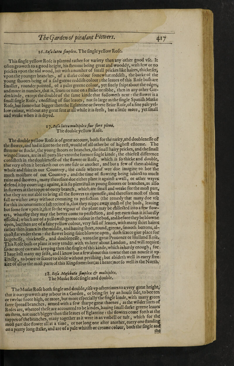 15. Rofa littuJmpUx, T he fingle yellow Rofe, j. This fingle yellow Rofe is planted rather for variety then any other good vfe. It often groweeh to a good height, his ftemme being great and wooddy, with few or no prickes vpon the old wood, but with a number of fmall prickes like haircs,thickefetj vpon the younger branches, of a darke colour fomewhat rcddifli, thebarkeof the young (hootes being of a fad greenereddidi colour: the leaues of this Rofe bulh arc fmaller, rounder pointed, of a paler greene colour, yet finely fniptabout the edges^ andmoreinnumber,thatis,Teuenor nineonaftalkeorribbe, then in any other Gar¬ den kindc, except the double of the fame kindethat followcth next: the flower is a fmall fingle Rofe, confiding of fine Icaues, not fo large as the fingle Spanifli Muske Rofe,but fomewhat bigger then the Eglantine or fwcete Briar Rofe,of a fine pale yel¬ low colour, without any great fent at all while it is frelh, bat a little more, yet fmall and wcake when it is dryed. ^ multiplex fine flare plenty The double yellow Rofe. • l ^.4 The double yellow Rofe is of great account, both for the rarity,and doublcnefic of the flovvcr,and had it fent to the reft, would of all other be of higheft cfteemc. The ftemme or ftockc,the young (hoots or branches,the fmall hairy prickes, and thefmall winged leaucs, are in all parts like vnto the former fingle kinde • the ehiefcft difference confiftethin thedoublenelfeof the flower or Rofe, which is fothickeand double, that very often it breaketh out on one fide or another, and but a few of them abiding whole and faire in our Countrey,' the caufe whereof wee doe imagine to bee the much moifture of our Countrey, and the time of flowring being lubie(5i:tomuch raineand (howers 5 many therefore doe cither plant it againft a wall, or other wayes defend it by coueiing s agame,itis fo plcmifullin young fliootcs or branches,as alfo in flowers at the toppe oteuery branch, which arc fmall and wcake for themoft part,' that they are not able to bring all the flowers to ripenelfc jand therefore moft of thenx fallorwither away without comming to perfc<ftioa (the remedy that many doc vfc for this inconueniencelaft recited is,that they nippe away moft of phe buds, leauing but fome few vpon it,that fo the vigour of the plant may be dblleded into a few flow¬ ers whereby they may the better come to pcrfc<ftionand'yet cuen thus it is hardly tdfc^cd) which are of a ycUowifti greene colour in the bud, and before they be bio wne open, butthen are of a faire yellow colour, very full of Icaues, with many (hort haires ratherthenleauesinthcmiddle,andhauing(hort,round,grceae,fmooth buttons,al- moft; flat vnder them: the flower being faire blownc open, doth fcaice giuc place for htgcncire, thickneflc, and dpublepeffc, vnto the great Prouence or Hollpd Rofe., This Rofe bufli or plant is very tender, with, vs here about London, and will require: fiime more^ carcand keeping then thcfingle of this kindc, which isih^rdy enough 5 for ^ t hauc loll many my felfc,.and I know but a few,about this towne that can nourfe it vp’^ Lindly , to beare or fcarecto abide without perilhing; but abideth well in ’ iiirc of all or the moft parts of this Kingdomc? bm(a$ I heare)iiot fo well in the North* I'. iZ, Ro/k Me/M^ fimplex & multiplex. . : . \ . The Muske Rofefingle.and double. ' TheMuskeRofebothfing!eandaoHble,tifevpofEencimestoayOTgreathdght,; that it ouergro weth any arbour in a Garden, or being fet by an houfe fide, to bee ten or twelue foote high, or more, but more efpccially the fingfc kmde, with many green farre fpread branches, atmed with a few fliarpc great thornes, as the wilder forts of Rofes arc, whereof thefe are accounted to be kindcs,hauing fmall darkc greene leaucs Anthem, nor Whbigger then theleaucs of Eglantine: the flowers come toppcsofthebranches,maay together asitwetcmanytnbcllor tuft, winch f^he moft part doe flower all at a time, or not long one after ““'her, eucry oneft^ne on a pretty long ftalke, and ate of a pale whitilh or creame colour, both the fingle and