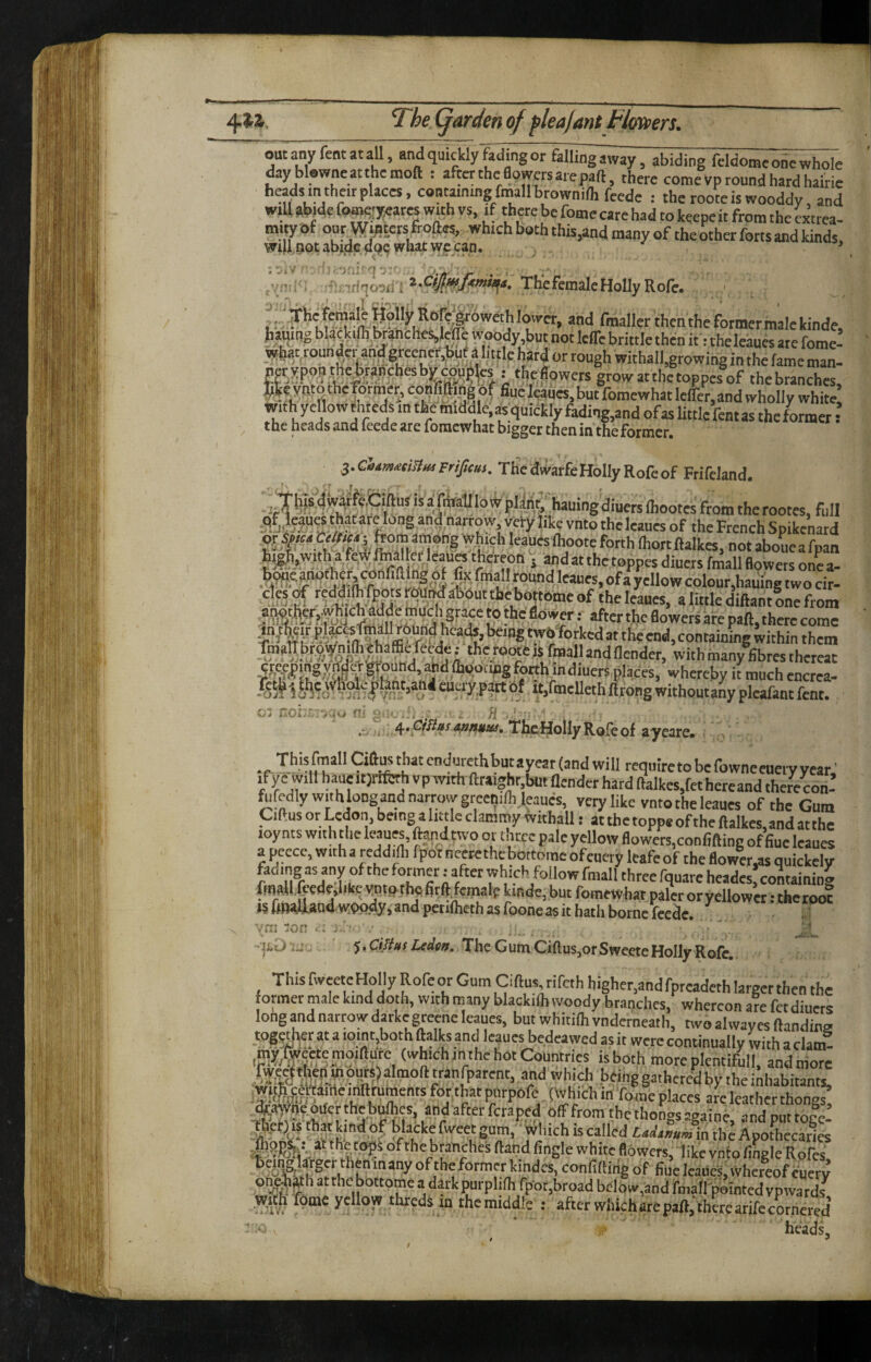 / outany fentatall, and quickly fading or falling away, abiding feldome one whole dayblowneatthemoft : after the Bowm are pad, there come Vp round hard hairie = thcrooteiswooddy, and wiU abide C»^;y<«es with vs, if thete be fome care had to keepeit from the ciiea- m^of our Waters froftas, which both this,and many of the other forts and kinds, Will,notabijic4Q<5 what wc can. * branches,leff? woody but not Icfle brittle then if: theleaues ate fome- Wha;, roundey n<|;greener,bu a little hard or rough withall,growing in the fame man- gtowatthetoppesof thebranches, J;lfeyntotherotnier,conmingorfiuel|h'6es,butfomewhatleirer,andwhollywhite withycllowfttedsinthemidale,as;quicklyfading,andofaslittlefentastheformer: the heads and feede are foraewhat bigger then in the former. 3. CaAmmUnsFrifaus. The dv^arfeHolly Rofc of Frifeland. iT  afl^arioiii P%; hauingdiuers (hootes from the rootes, full theleaues of the French Spikenard » andatthe toppes diuets fmall flowers onea- .tw^n^thefsconfifting^ fis fmall round leaues, of a yellow colour.haiiing two cir- r^ddllhftotsMn^AOutthebojt^^ theleaues, a little diftantlne from 07 noia' >m'o ni .f i H ■ '^5 1 .i* ThcHollyRofeof ayeare. endurethbutayear (and will require to be fowneenery year' ifyewillhaueit5nfcrhvpwithftraighr,butncnderhardftalkes,fethereandtherecon- fufrdlywith longandnarrowgrecnilh leaues, very like vnto the leaues of the Gum Ciftus or Ledon, being a little clammy withall: at the topp* of the ftalkcs, and at the loynts with the leaues, tend two ot three pale yellow flowers,confiding of flue leaues apeece,witharcddiflirpo9Deercthcbottomeofcueryleafeoftheflower.asquickely fading as any of the former rafter which follow fmall three fquare headescoLining fmaUXeedyhke vnfpfhufirdiemalf tinde, but fomewhatparer oryellower: theroof 15 finalWoiwMdy, and perilheth as foone as it hath borne feede. ’ -1 vm ton - ... •)i.Oi_' , TheGumCidus,orSweeteHollyRole. This fweetc Holly Rofe or Gum Cidus, rifeth higher,and fpreadeth larger then the former m.ile kind doth, with many blackilh woody branches, whereon are fetdiuets long and narrow darke greene leaues, but whitifli vuderneath, two alwayes danding “ teJhboA dalles and leaues bedeawed as it were continually with a clam- , («'h‘ch i n the hot Countries is both more plcntifull. andniore bdnggathcre^by the inhabitant^ (\vhich in Tome places are leather thongs^ ^ ^tid after feraped off from the thongs againe, and puttogc- blacke fwcet gum,' ylluch is called in the Apothecaries of the branches dand Angle white flowers, like vntp Angle Rofes on^to atthebottomc a dirkpurphlh fpot,broad belQw,and rmall'^inted vpwards^ 5# fome yellow thredS m themiddle : after winch are pad,’thSearife cornered 9